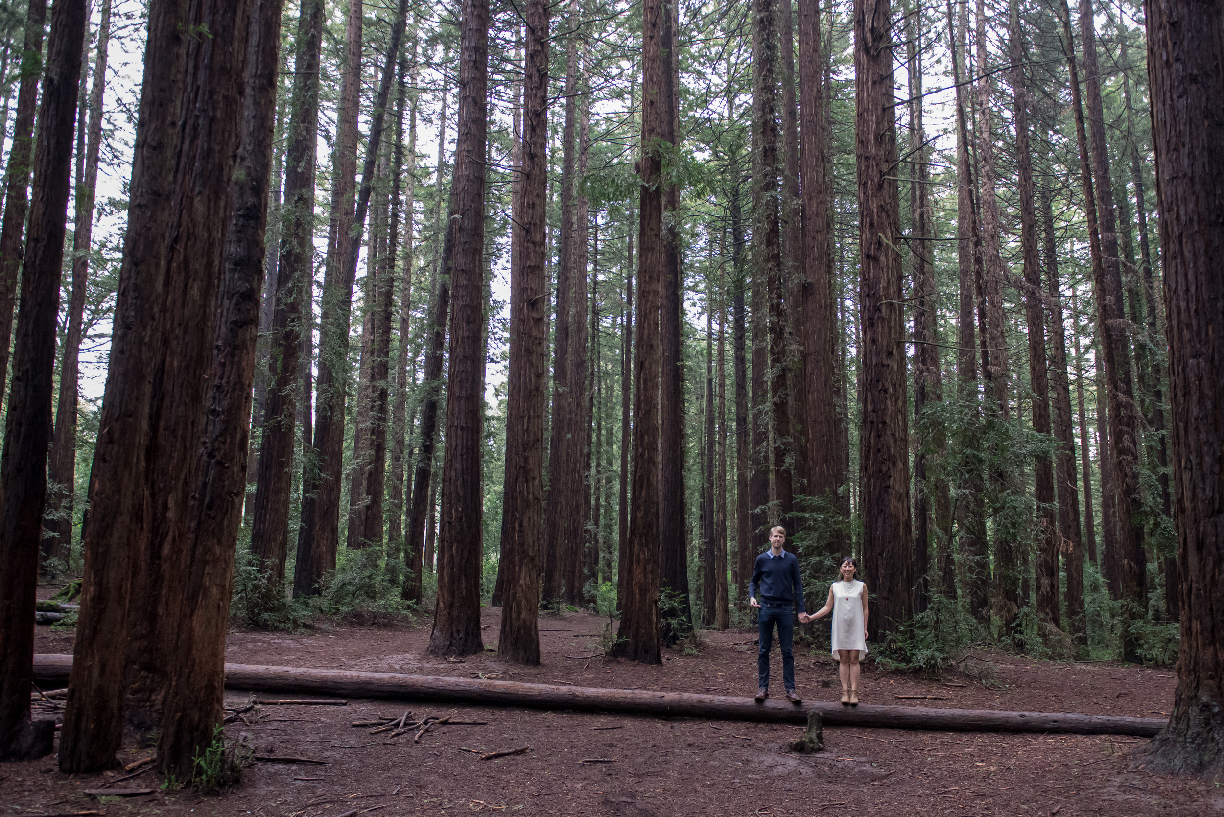 oakland-museum-redwood-forest-engagement-vc13.jpg