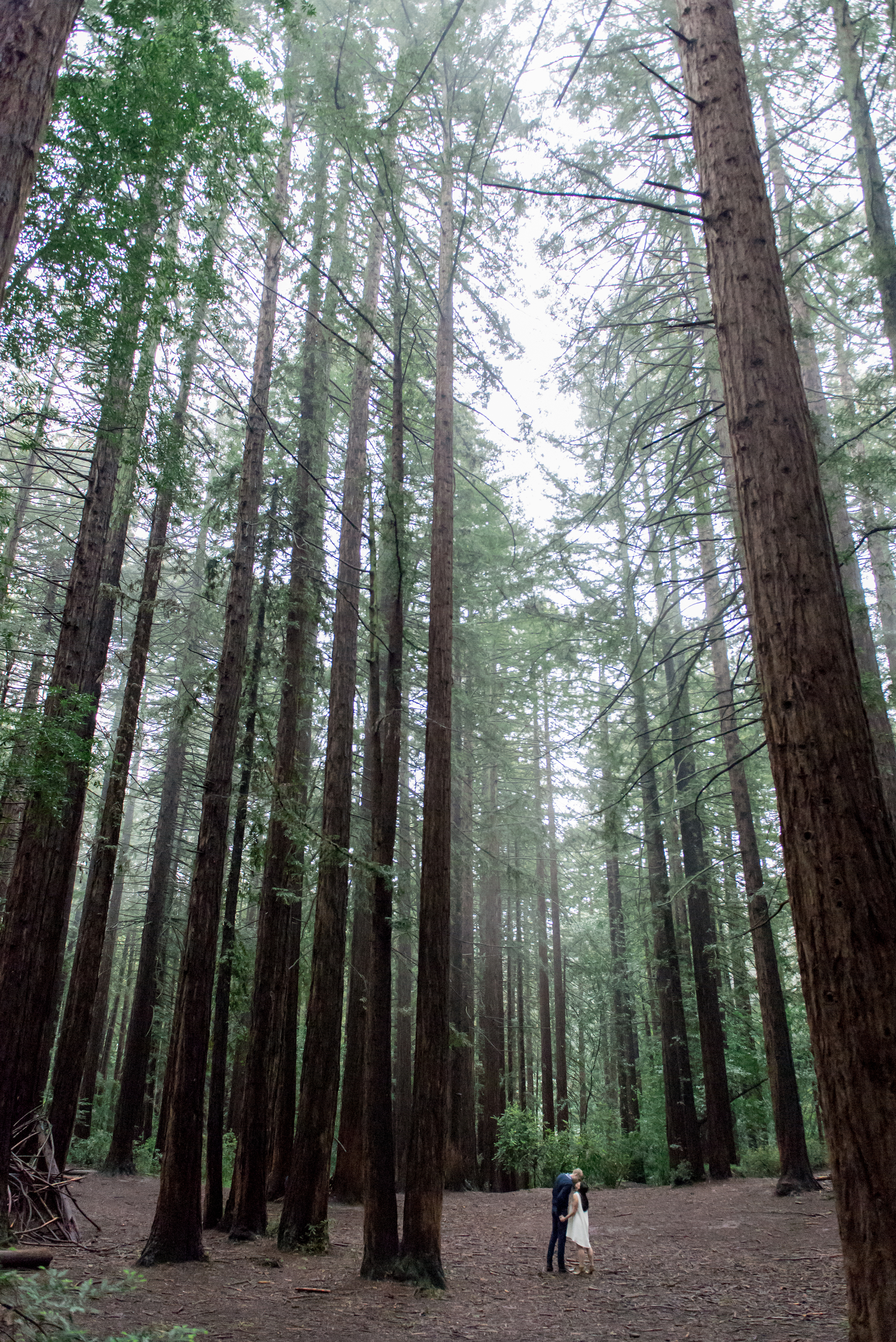 oakland-museum-redwood-forest-engagement-vc18.jpg