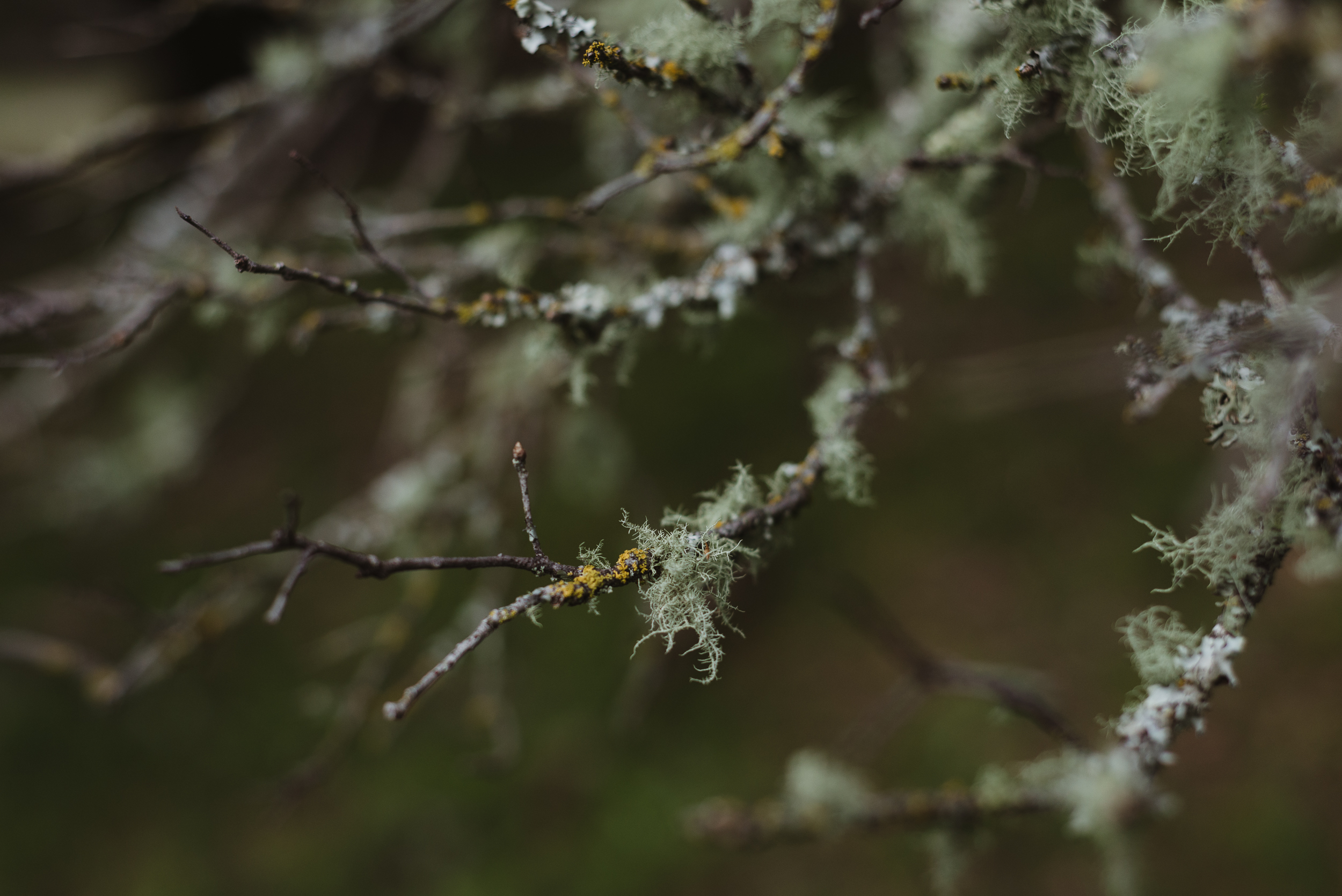 01-mount-tamalpais-engagement-vivianchen-0011.jpg