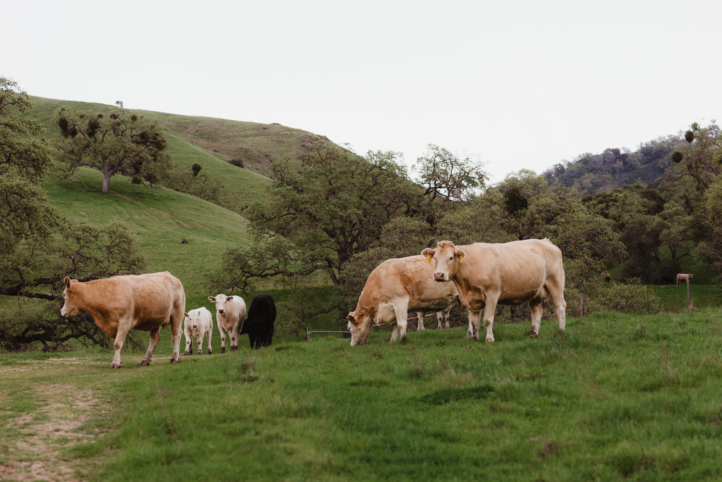 11-sunol-regional-wilderness-engagement-vivianchen-0170.jpg