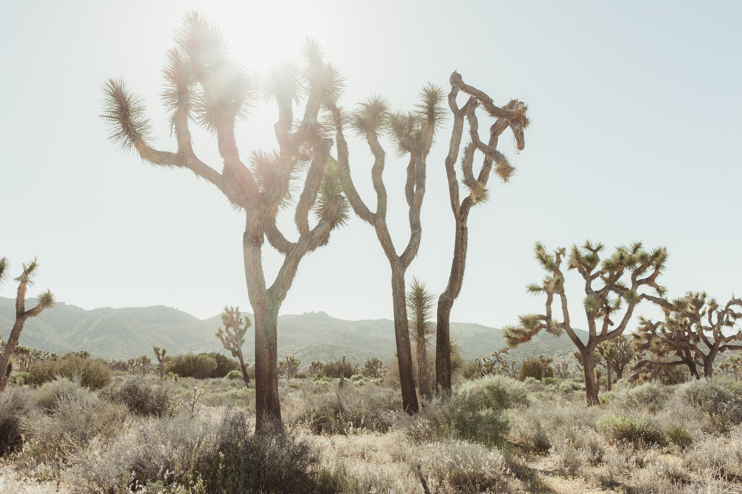 31-43-joshua-tree-ace-hotel-wedding-vivianchen-042.jpg