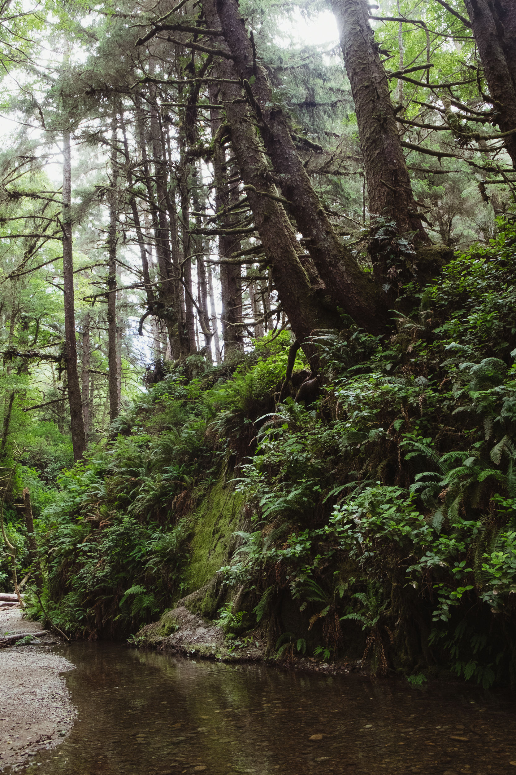 fern-canyon-prairie-creek-orick-vivianchen-5941.jpg