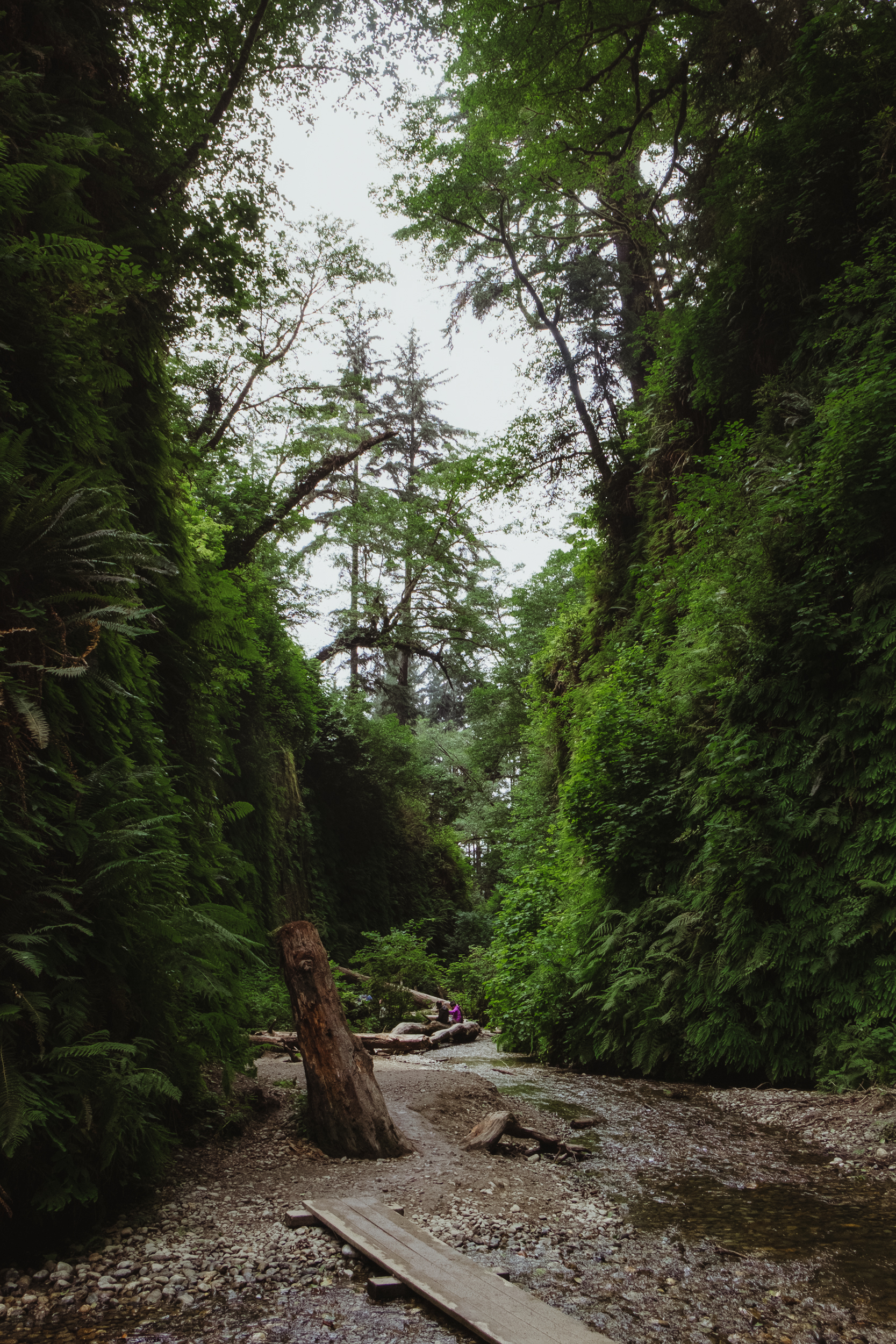 fern-canyon-prairie-creek-orick-vivianchen-5958.jpg