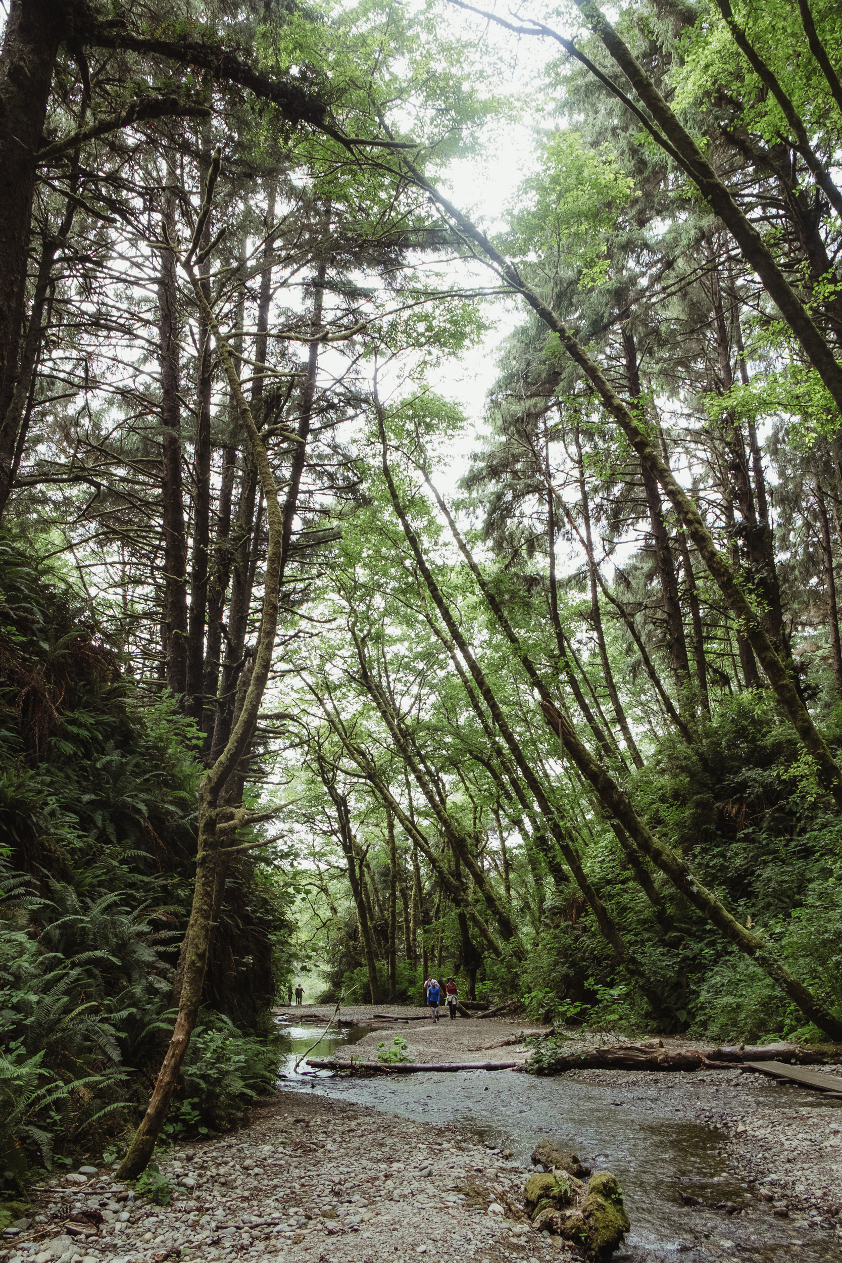 fern-canyon-prairie-creek-orick-vivianchen-6004.jpg