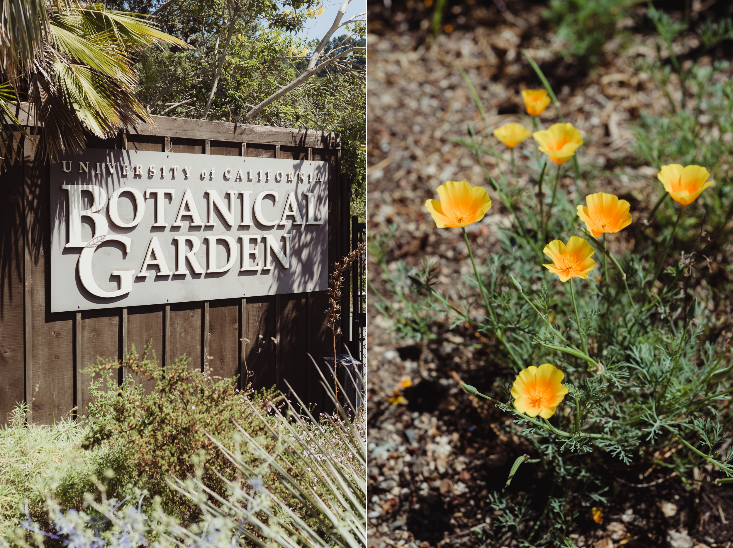 lgbtq-uc-berkeley-botanical-garden-wedding-vivianchen-001.jpg