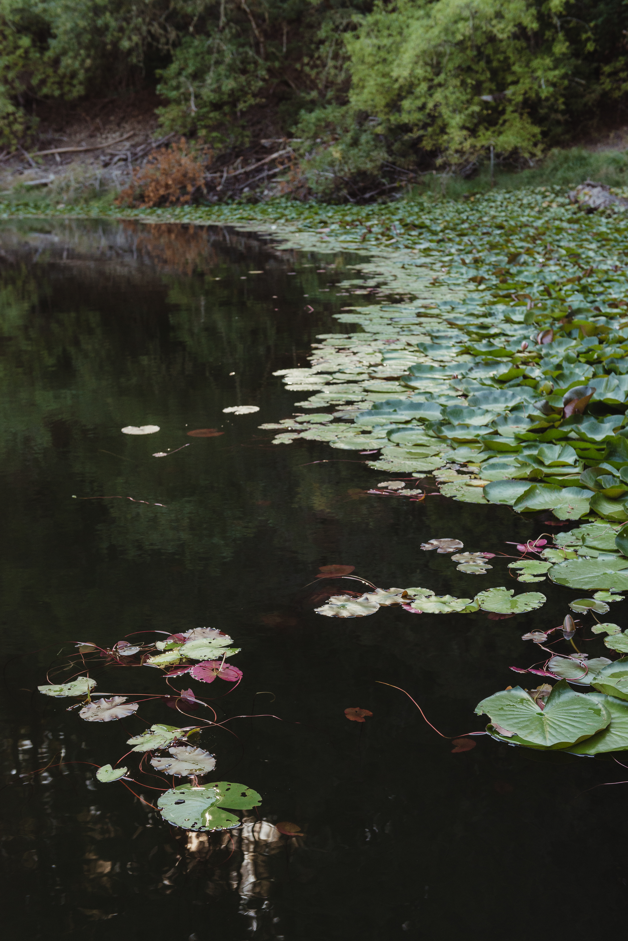 19-intimate-redwood-valley-leonard-lake-wedding-vivianchen-007.jpg