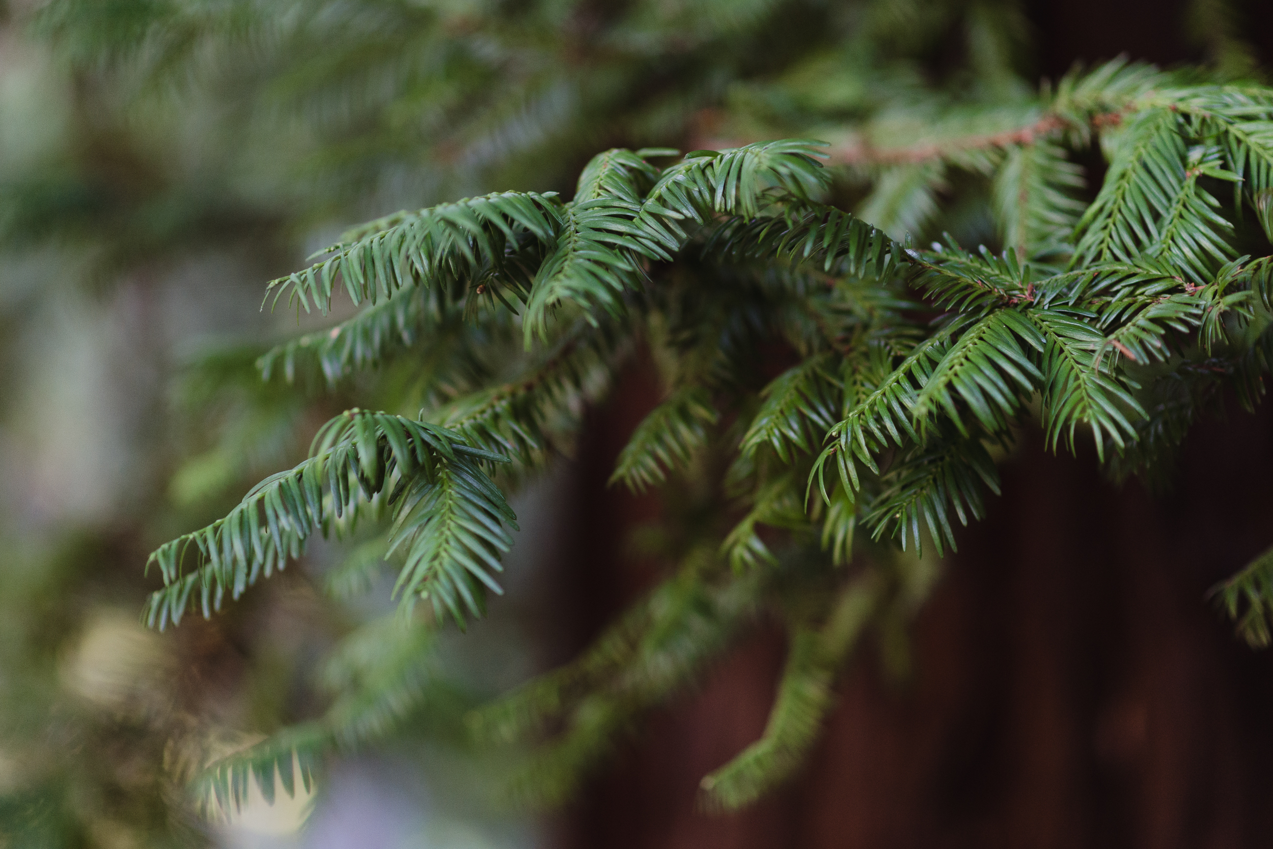 02-mather-redwood-grove-uc-botanical-garden-wedding-vivianchen-010.jpg