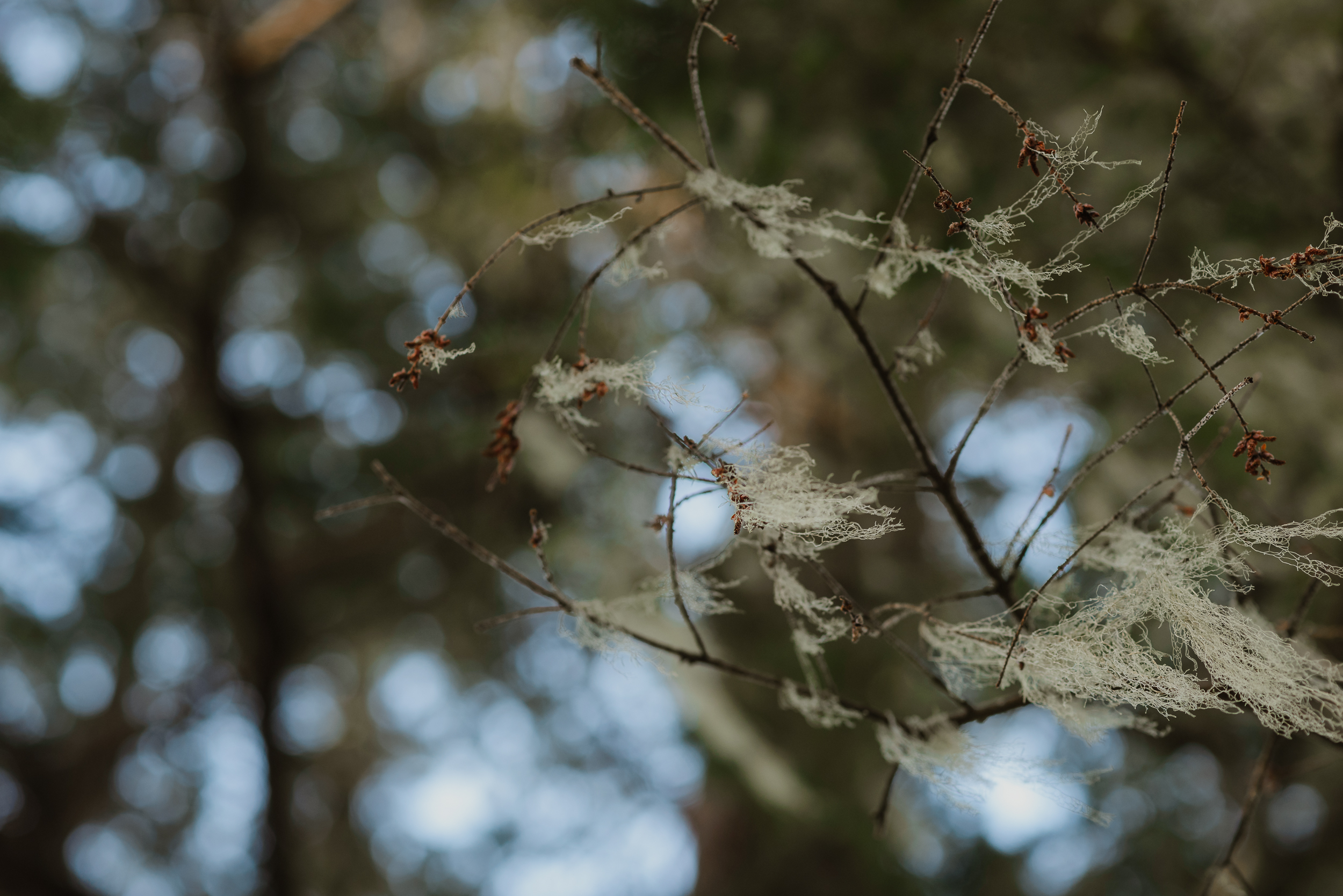 06-point-reyes-national-seashore-engagement-shoot-vivianchen-001.jpg