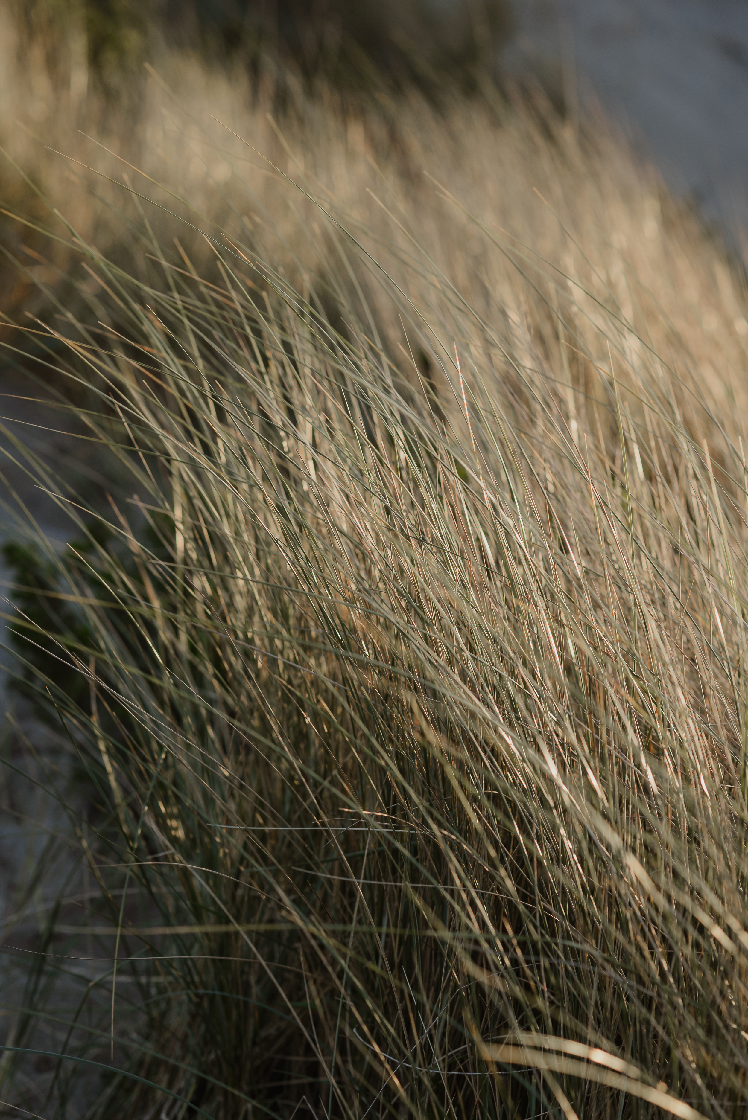 20-point-reyes-national-seashore-engagement-shoot-vivianchen-098.jpg