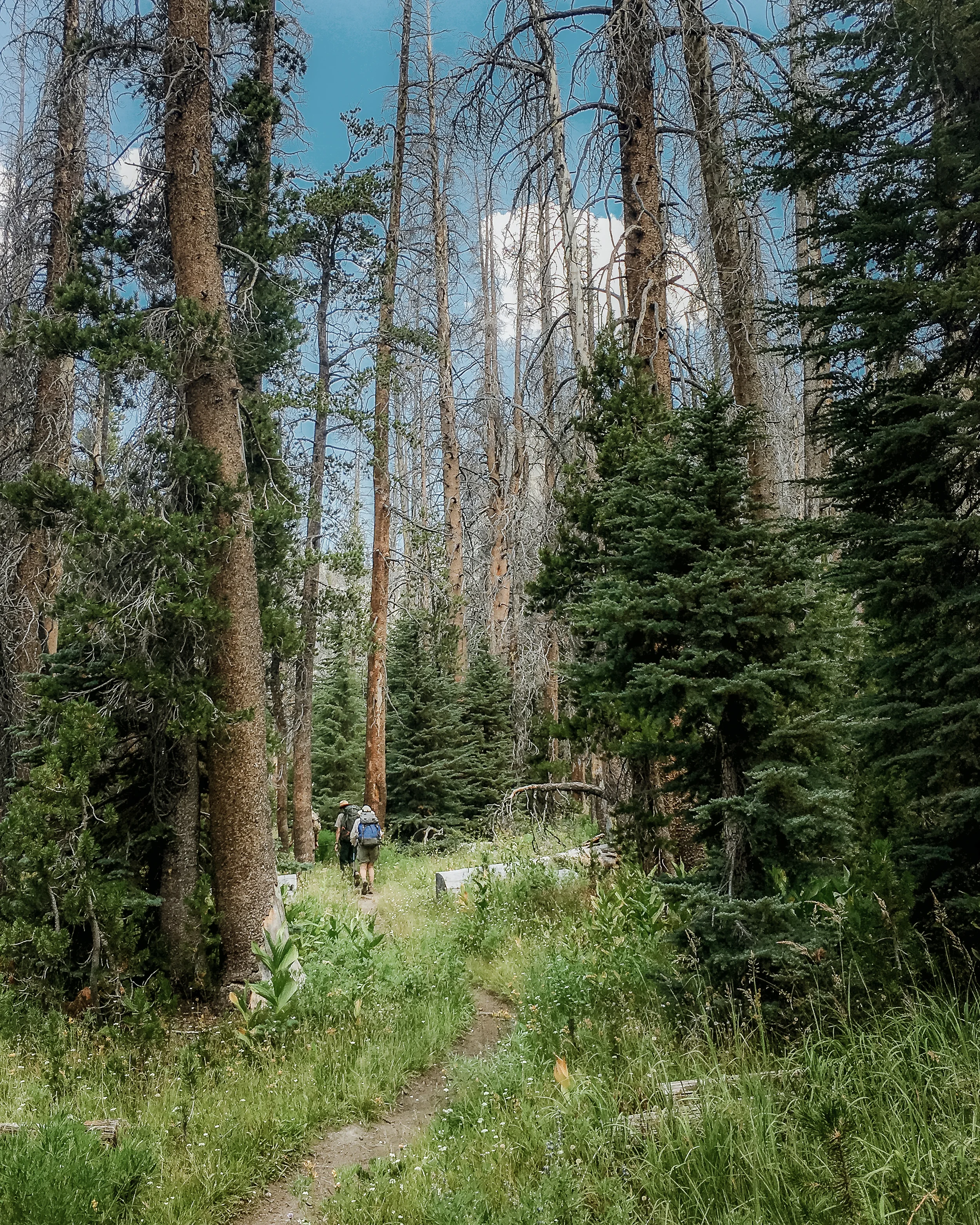 yosemite-vivianchen-2502.jpg