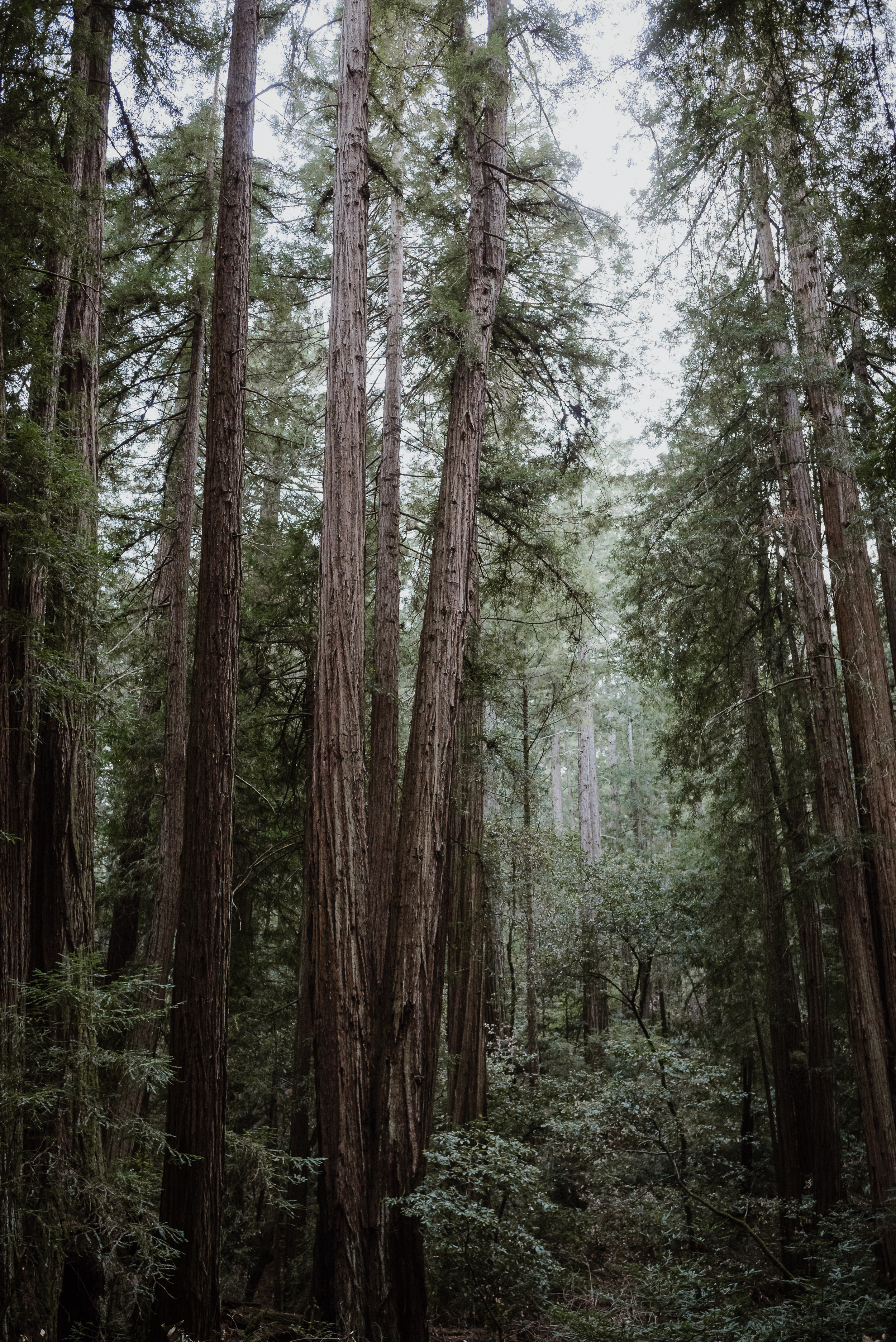 01-muir-woods-wedding-engagement-portrait-session-vivianchen-002.jpg