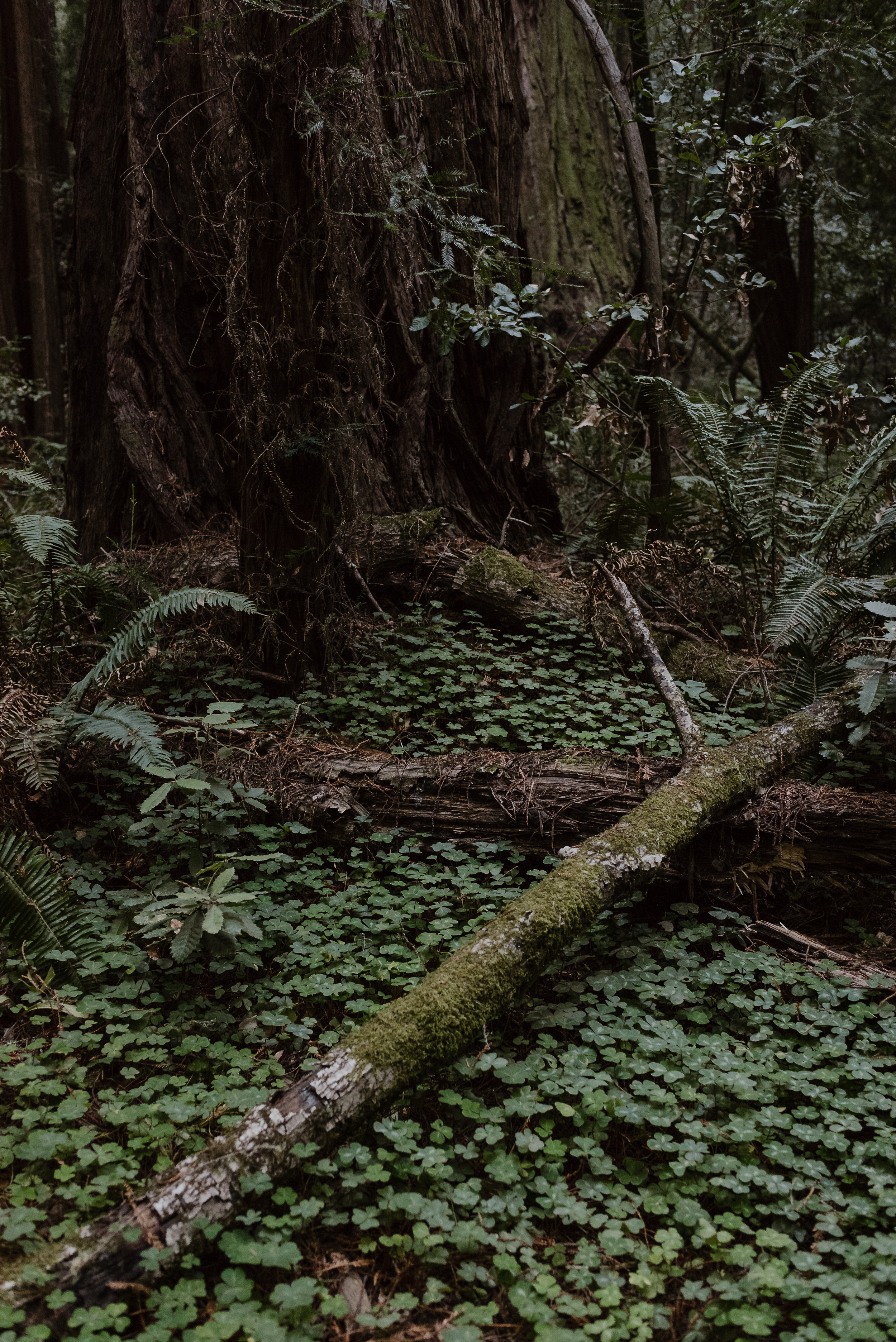 09-muir-woods-wedding-engagement-portrait-session-vivianchen-007.jpg