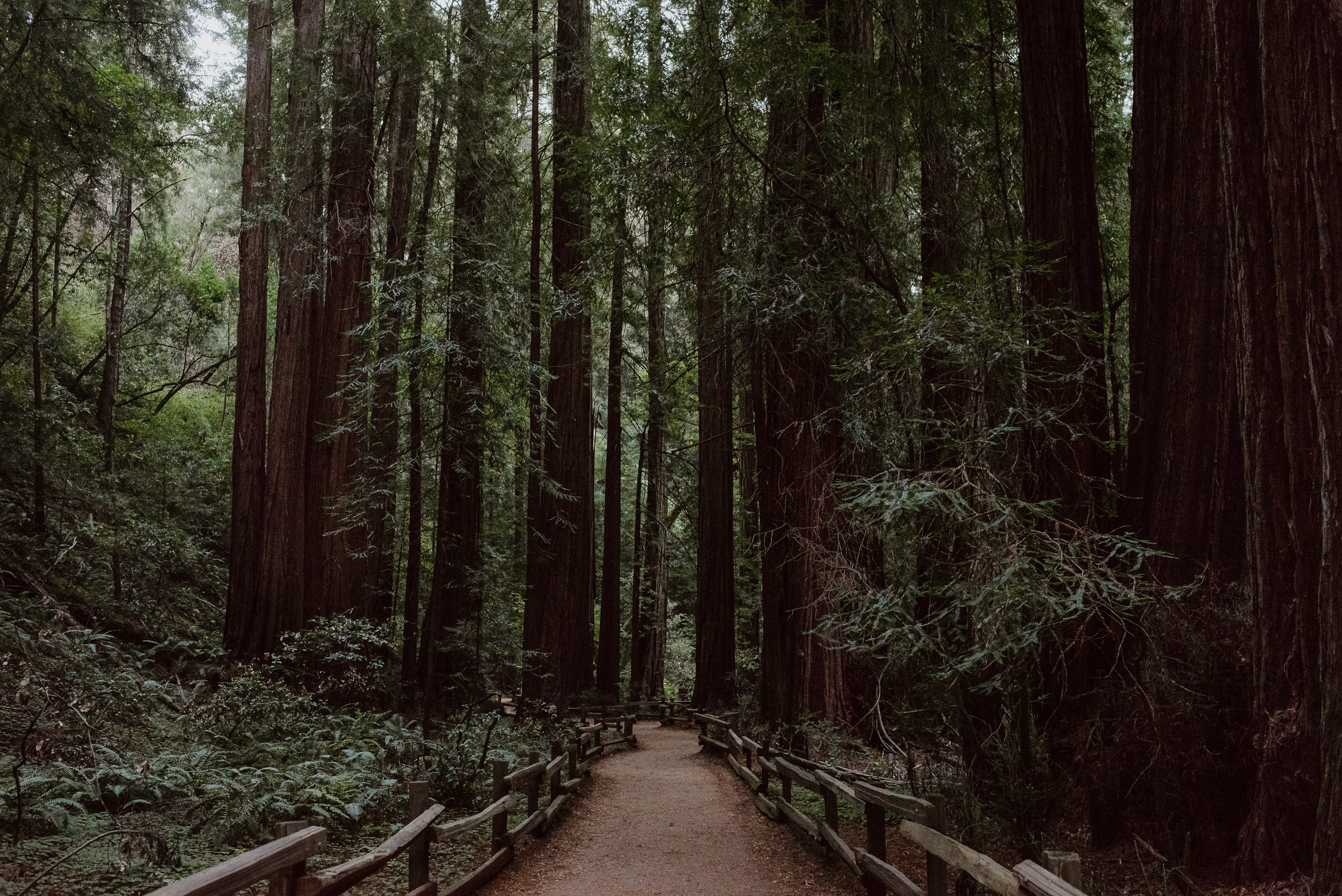 23-muir-woods-wedding-engagement-portrait-session-vivianchen-011.jpg