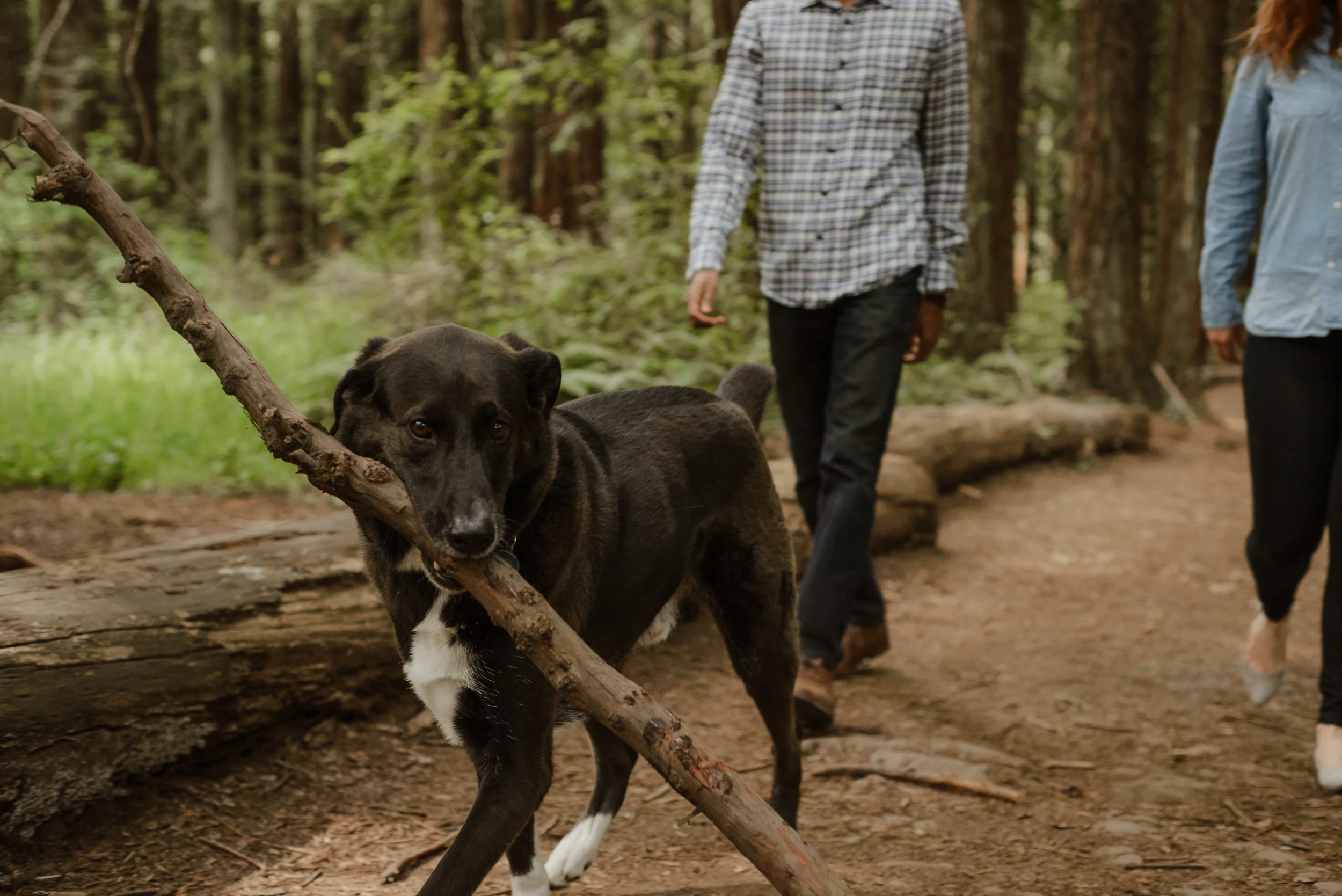 26-oakland-joaquin-miller-park-redwood-grove-engagement-session-vivianchen-121.jpg