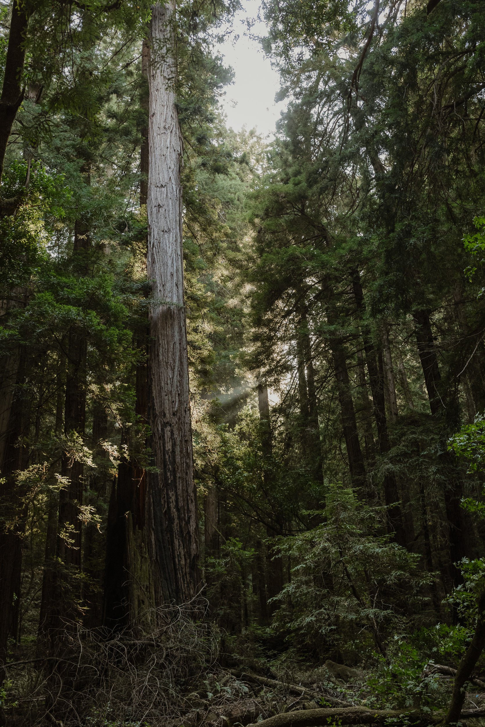 23-muir-woods-elopement-del-popolo-dinner-party-reception-vivianchen-007.jpg