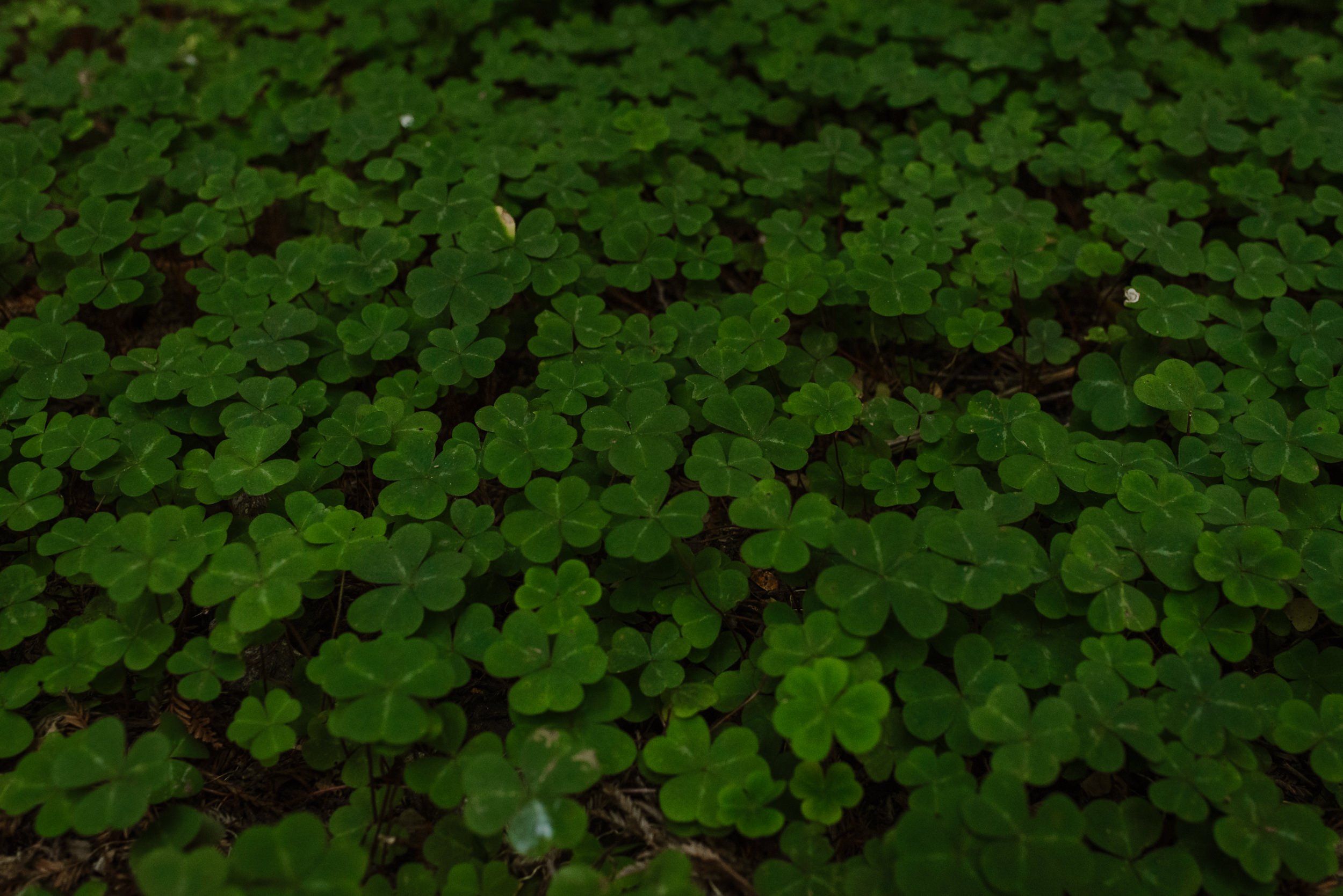 46-muir-woods-elopement-del-popolo-dinner-party-reception-vivianchen-010.jpg