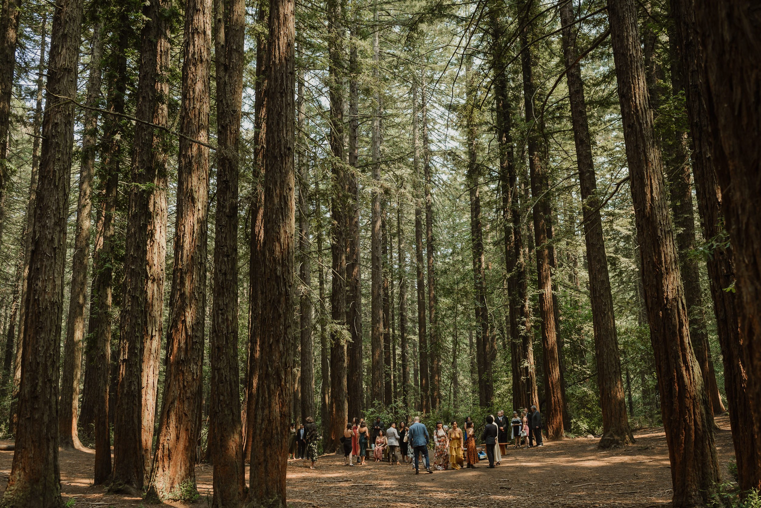 038-joaquin-miller-park-redwood-grove-good-neighbor-wedding-oakland-vivianchen-131.jpg