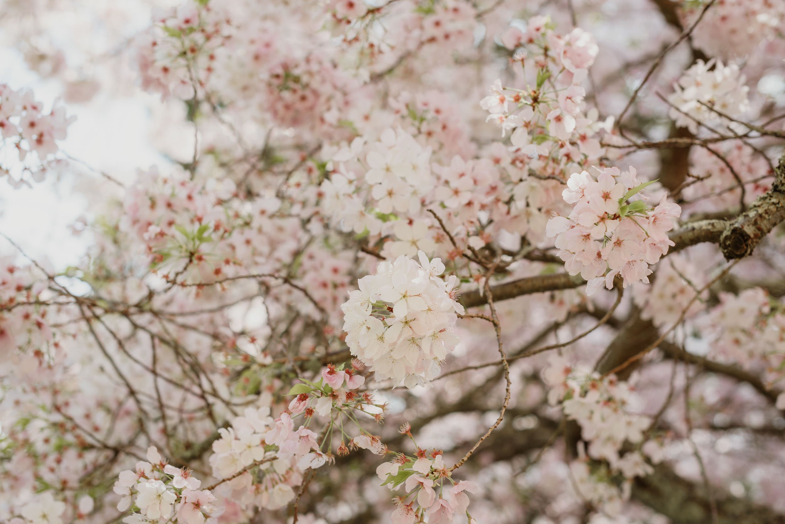 014cherry-blossom-springtime-brazilian-room-berkeley-wedding-vivianchen-017.jpg