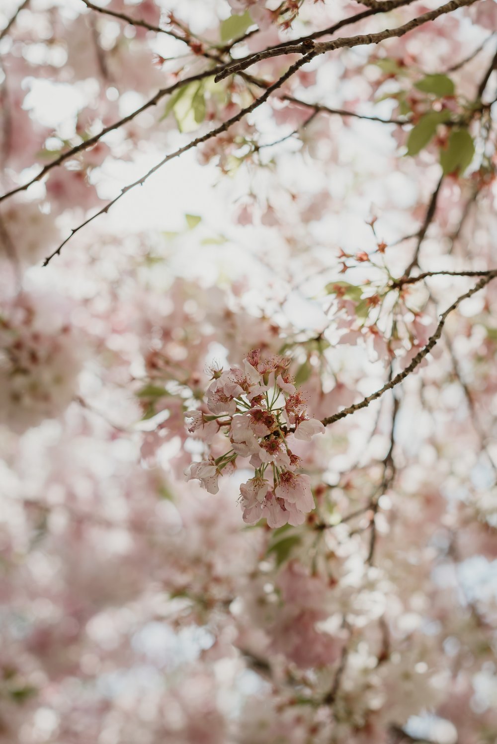 045cherry-blossom-springtime-brazilian-room-berkeley-wedding-vivianchen-018.jpg