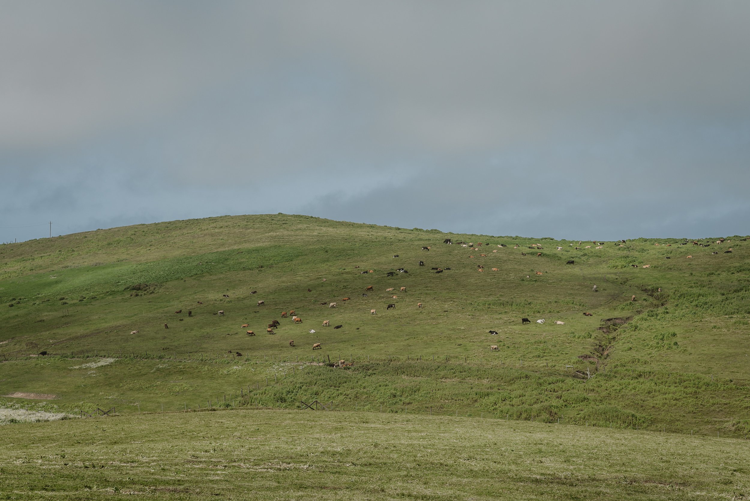 57-point-reyes-national-seashore-intimate-wedding-vivianchen-003.jpg