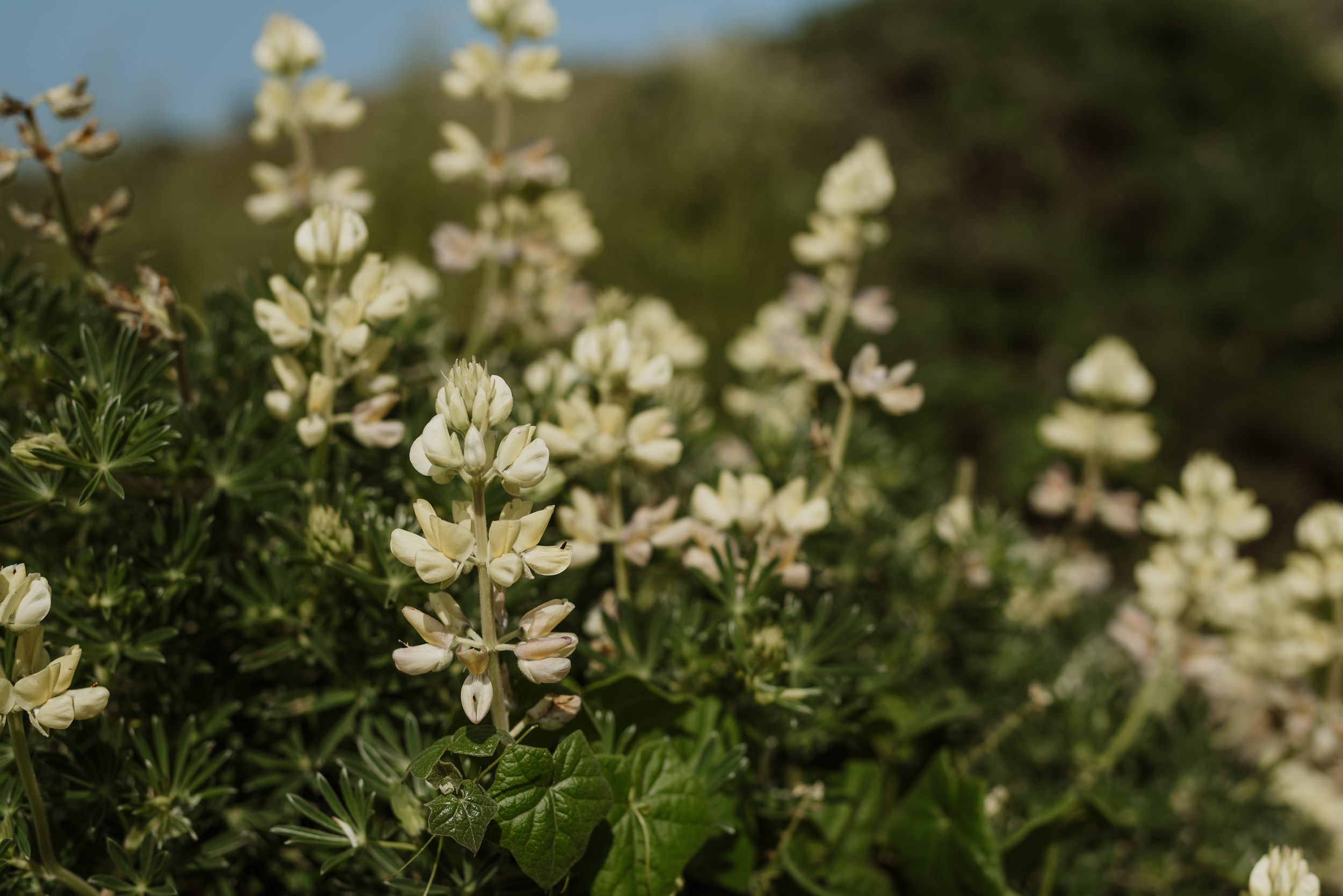 69-point-reyes-national-seashore-intimate-wedding-vivianchen-008.jpg