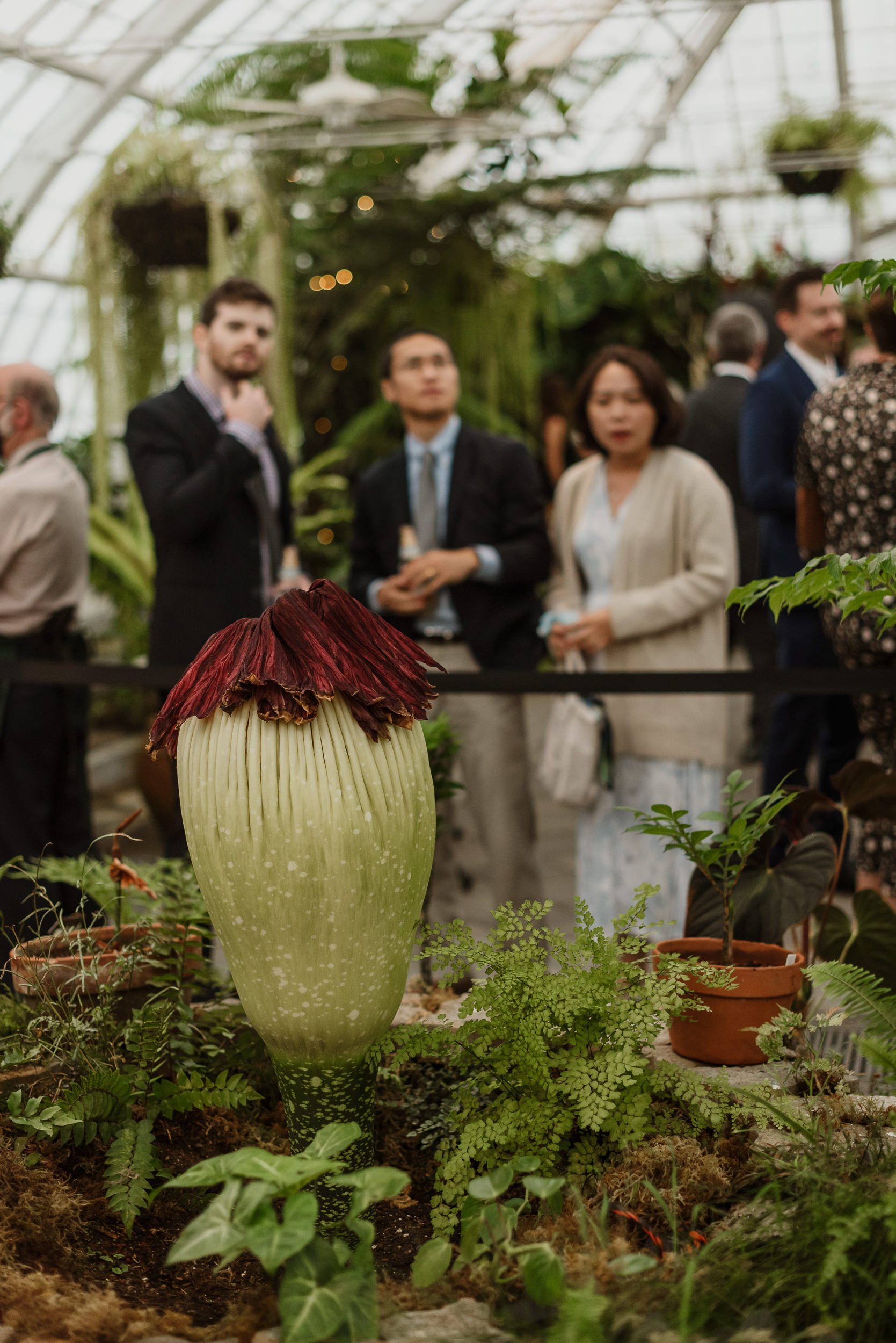 092-san-francisco-conservatory-of-flowers-wedding-vivianchen-557.jpg
