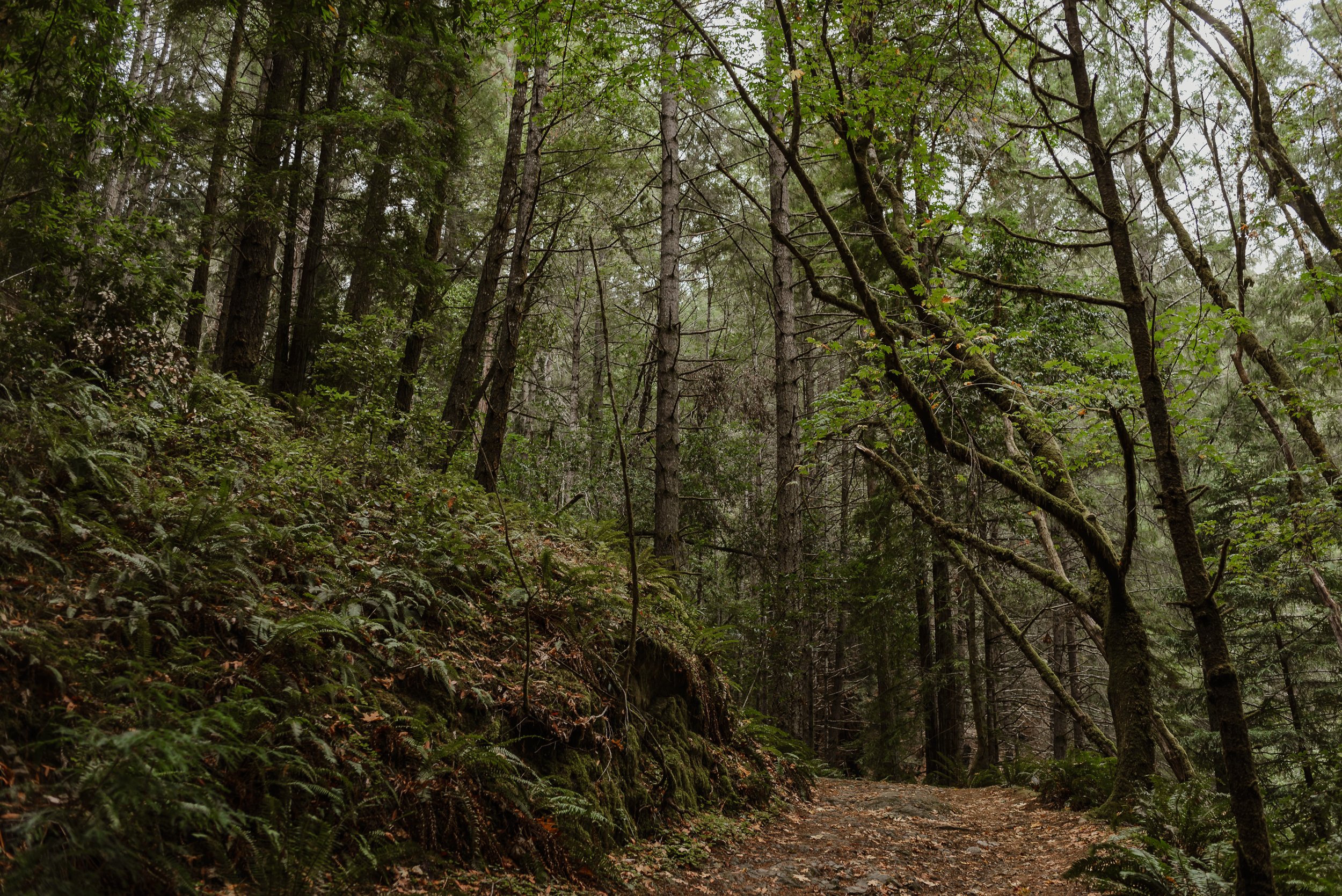 001-armstrong-redwoods-state-park-wedding-vivianchen-002.jpg