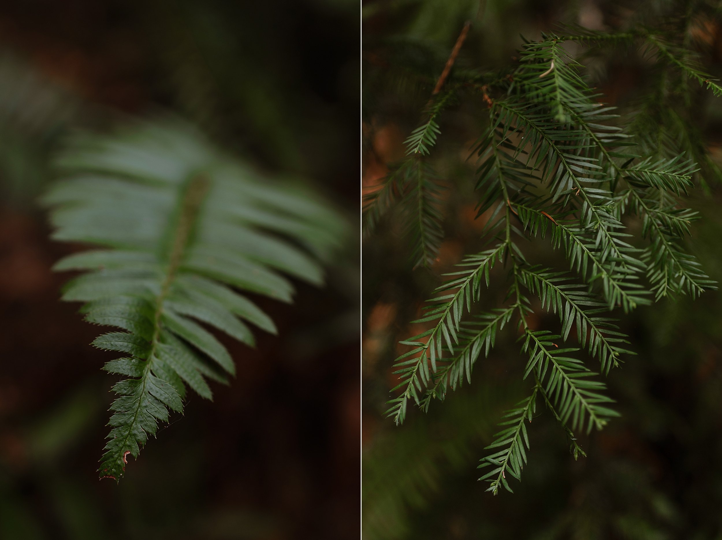 002-armstrong-redwoods-state-park-wedding-vivianchen-017_WEB.jpg