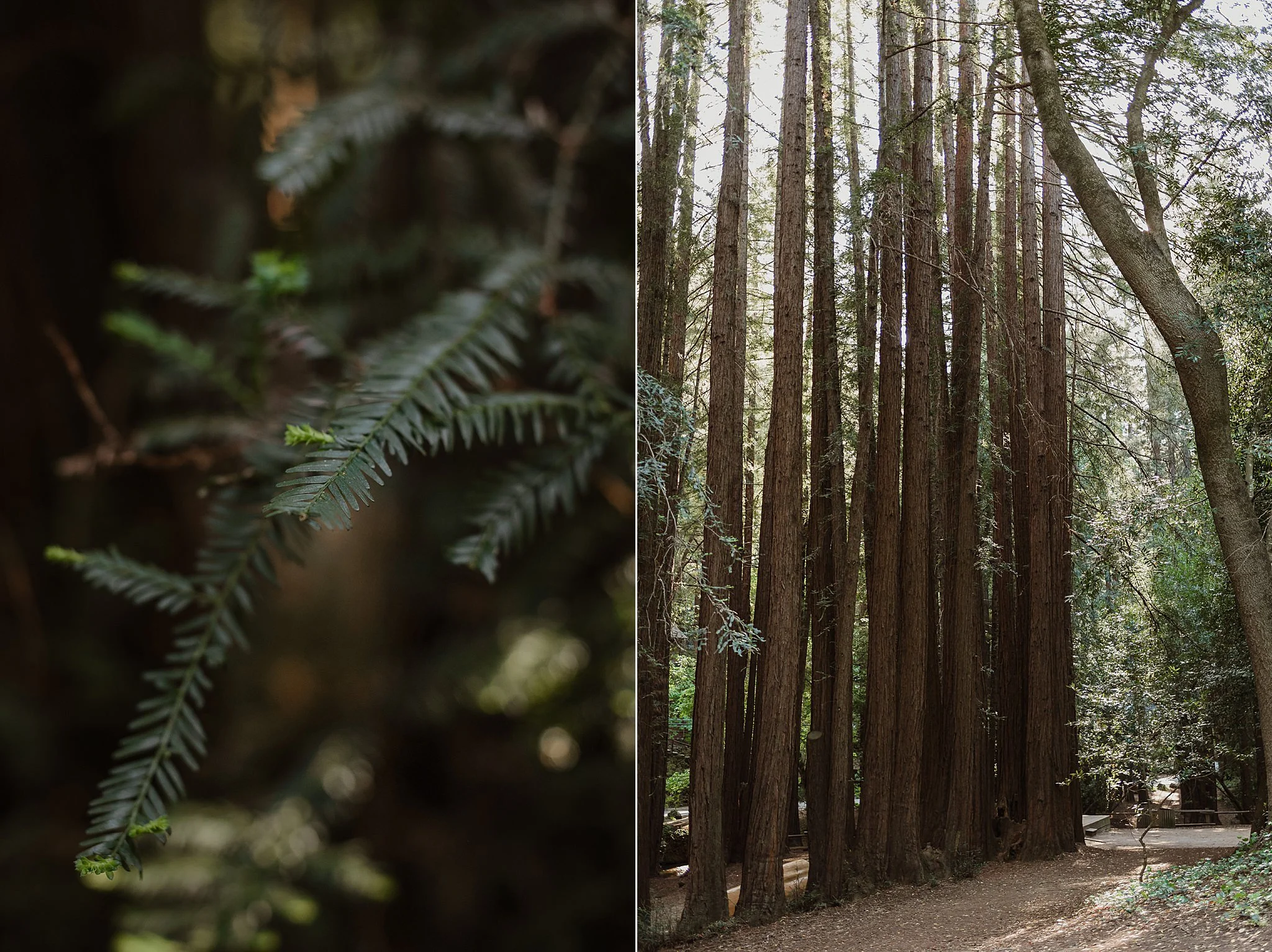 02-old-mill-park-marin-headlands-elopement-vivianchen-003_WEB.jpg
