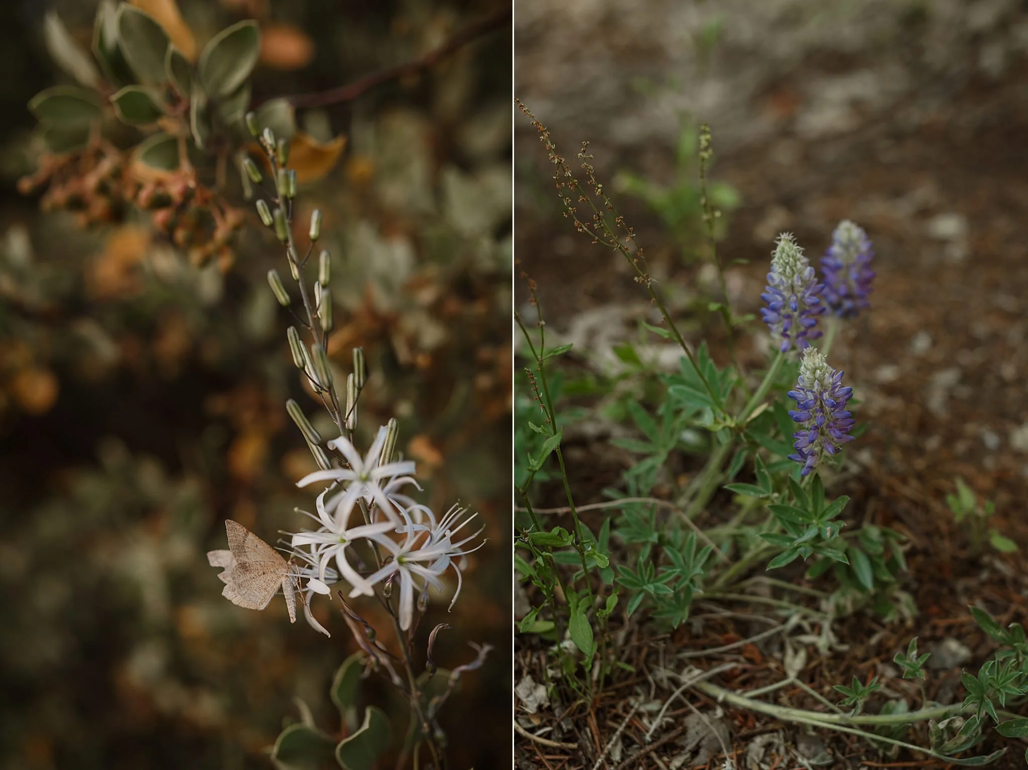 002-evergreen-lodge-yosemite-wedding-vivianchen-015_WEB.jpg