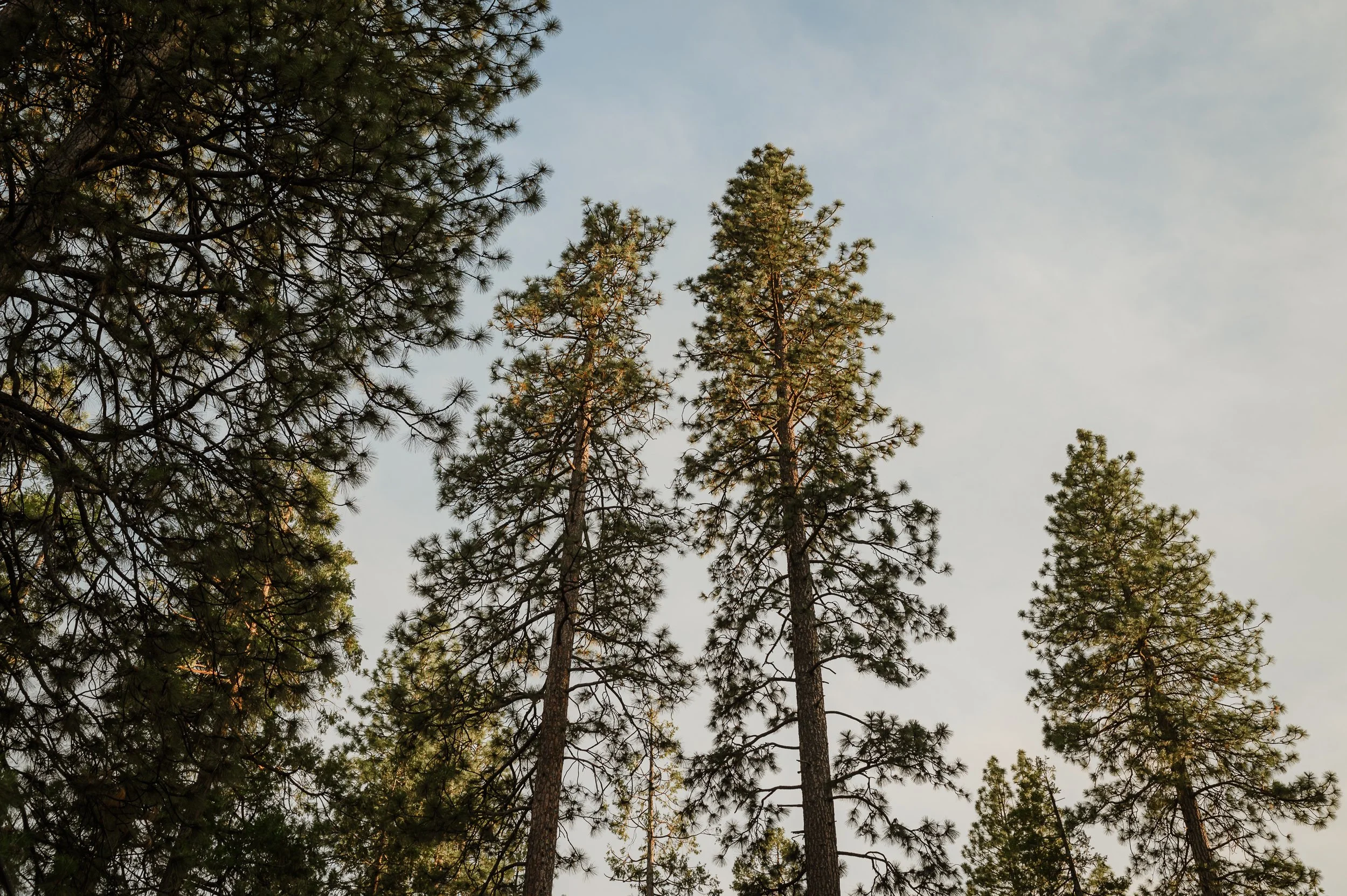 123-evergreen-lodge-yosemite-wedding-vivianchen-084.jpg