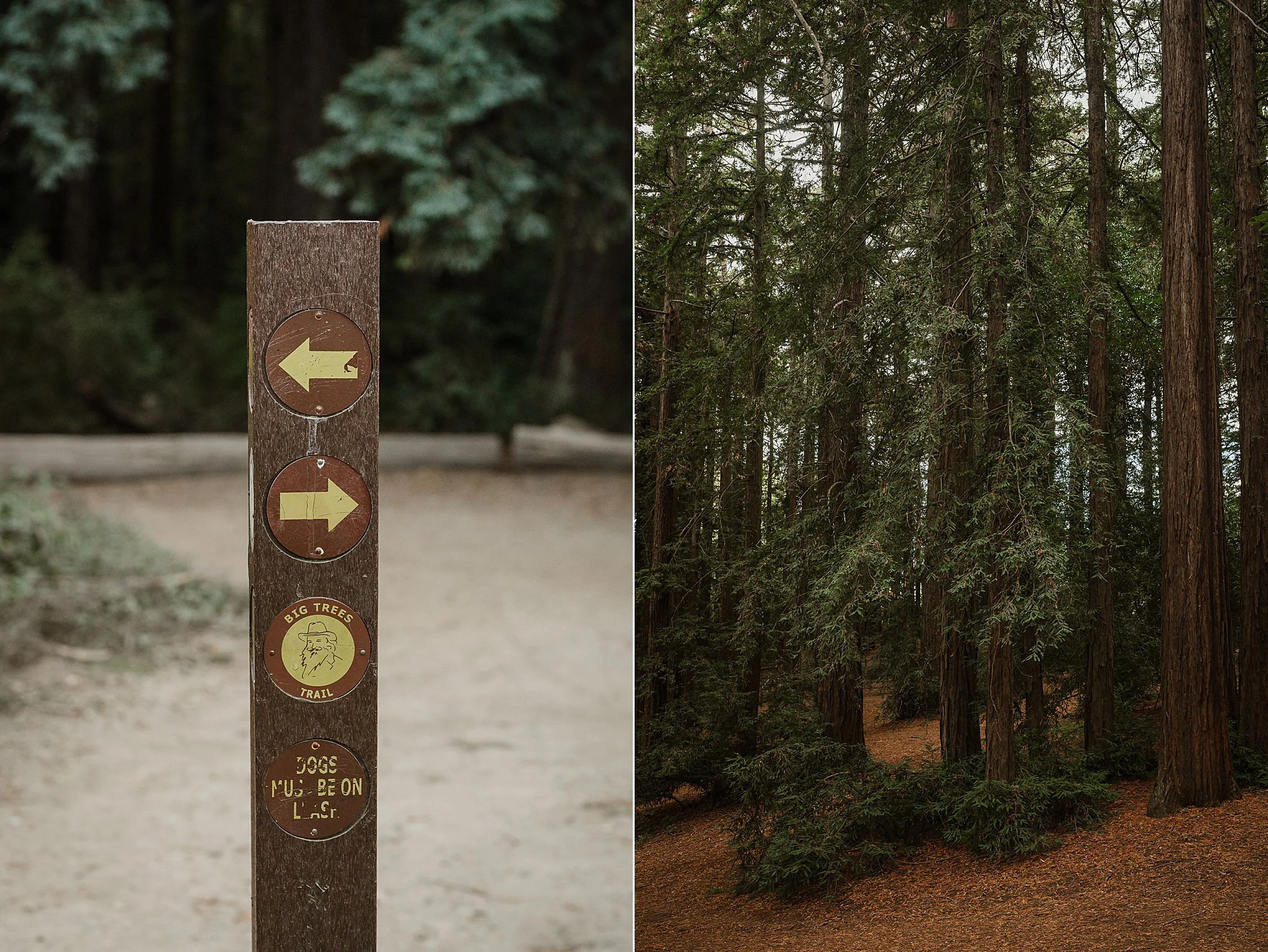 002-roberts-redwood-regional-park-good-stock-oakland-wedding-vivianchen-010_WEB.jpg