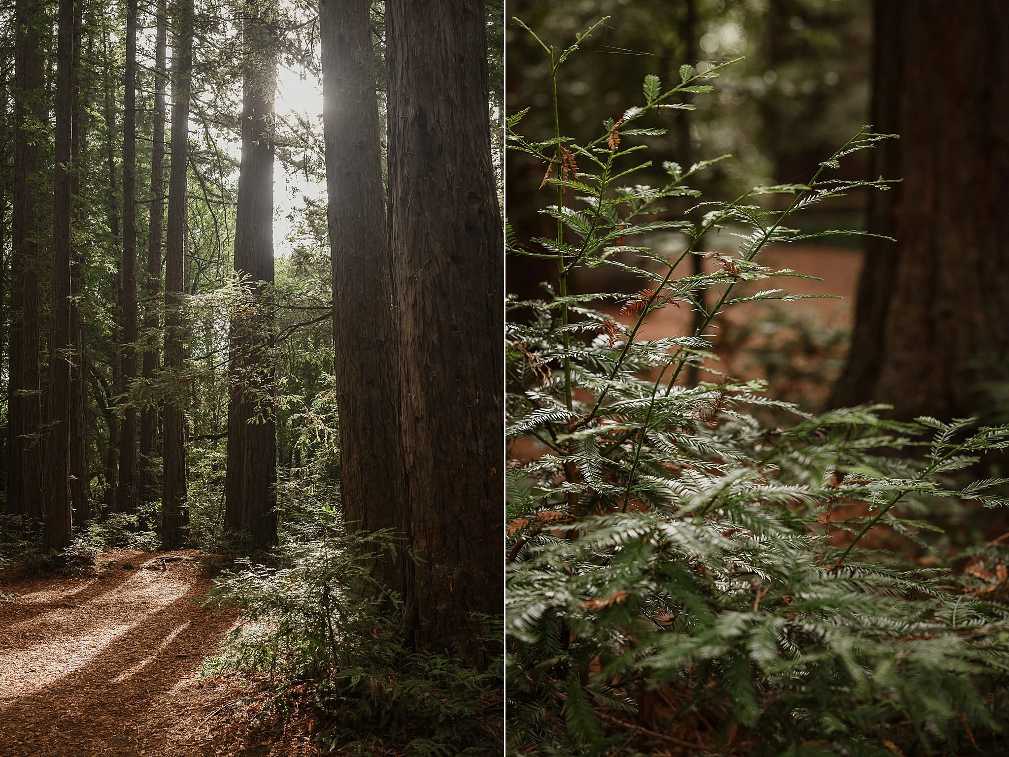 071-roberts-redwood-regional-park-good-stock-oakland-wedding-vivianchen-007_WEB.jpg