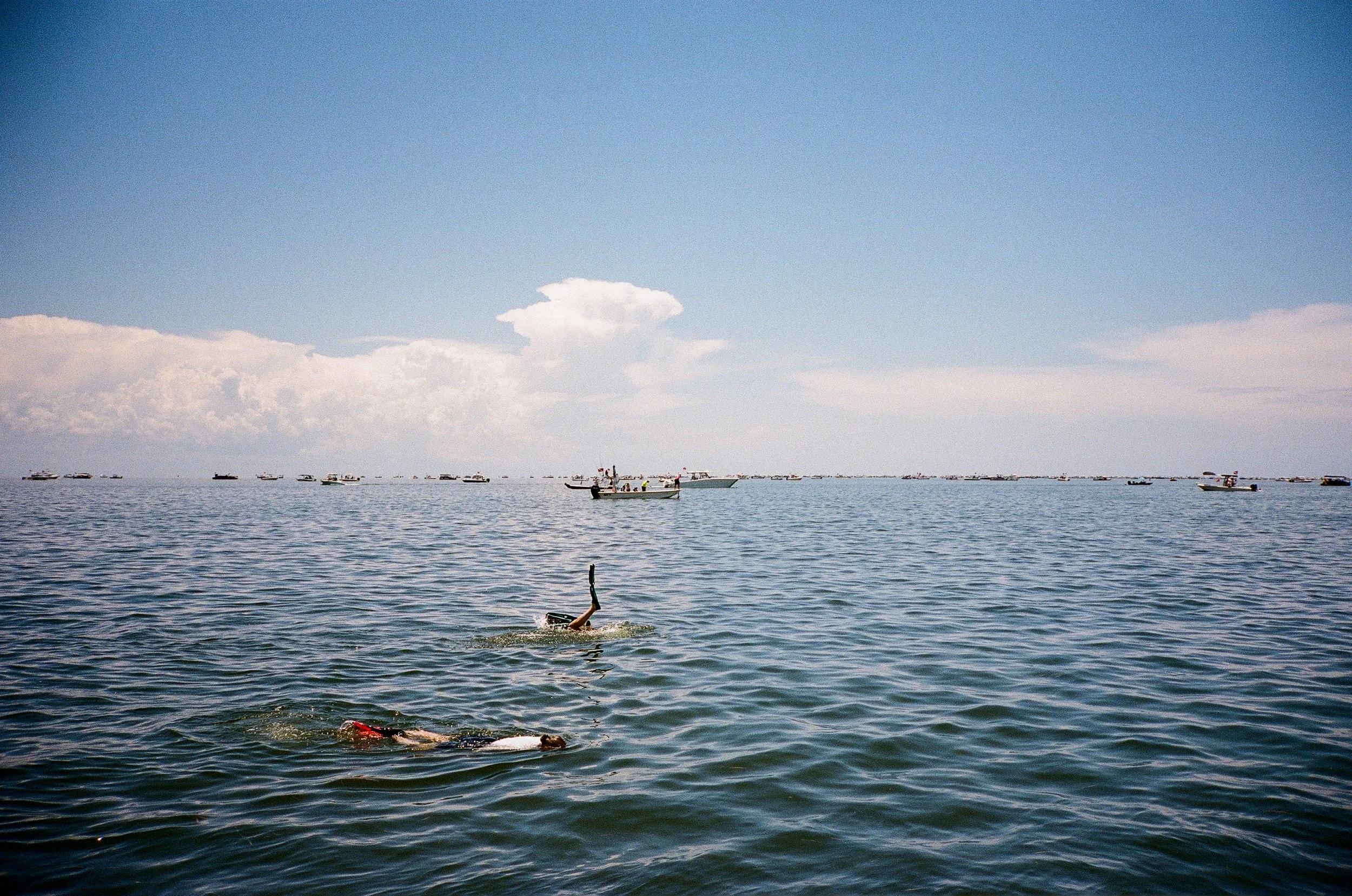 Scalloping in Crystal River, Florida