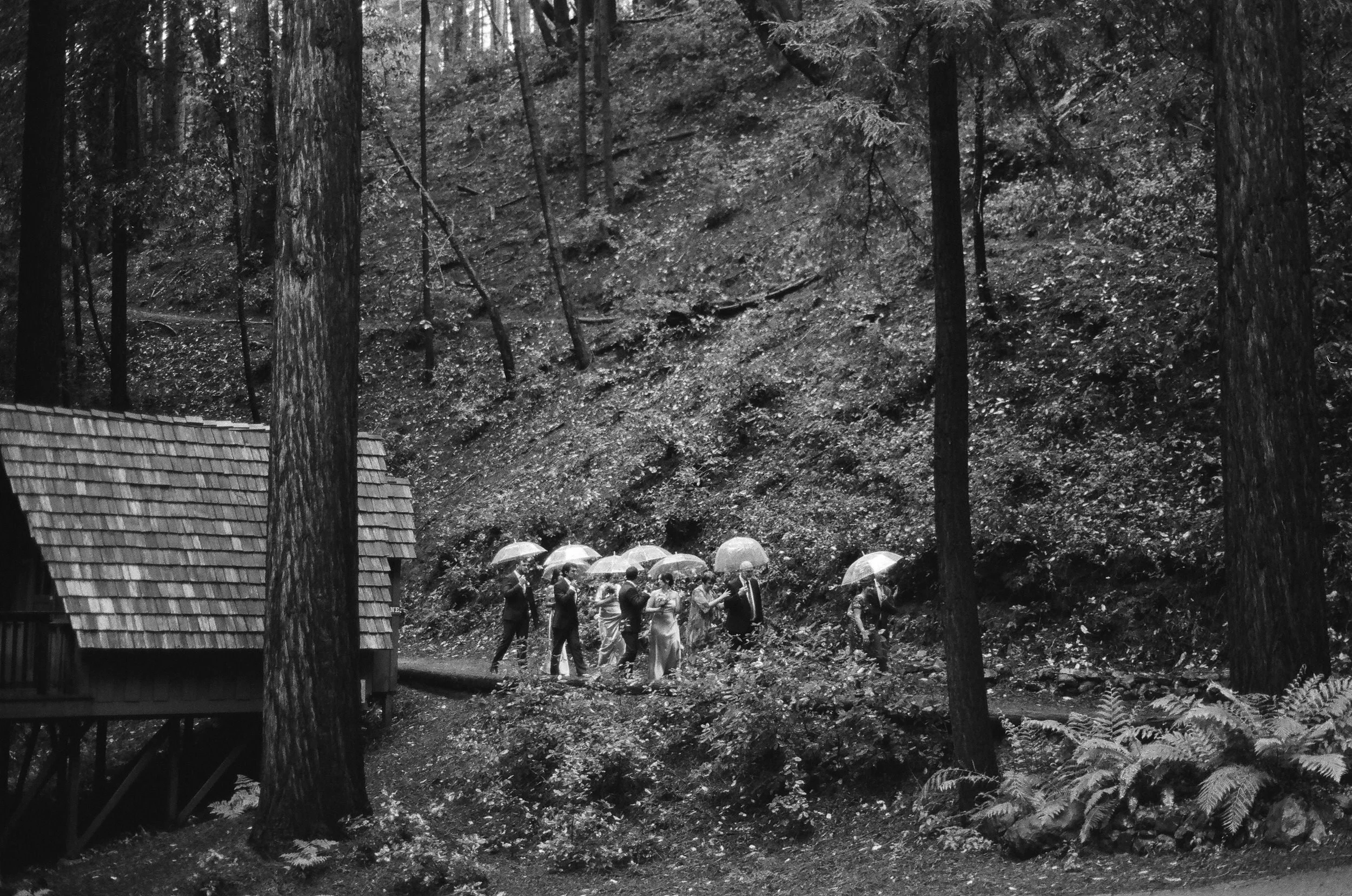 A group of people walking with umbrellas in a forested outdoor area with trees and a small building with a shingled roof.