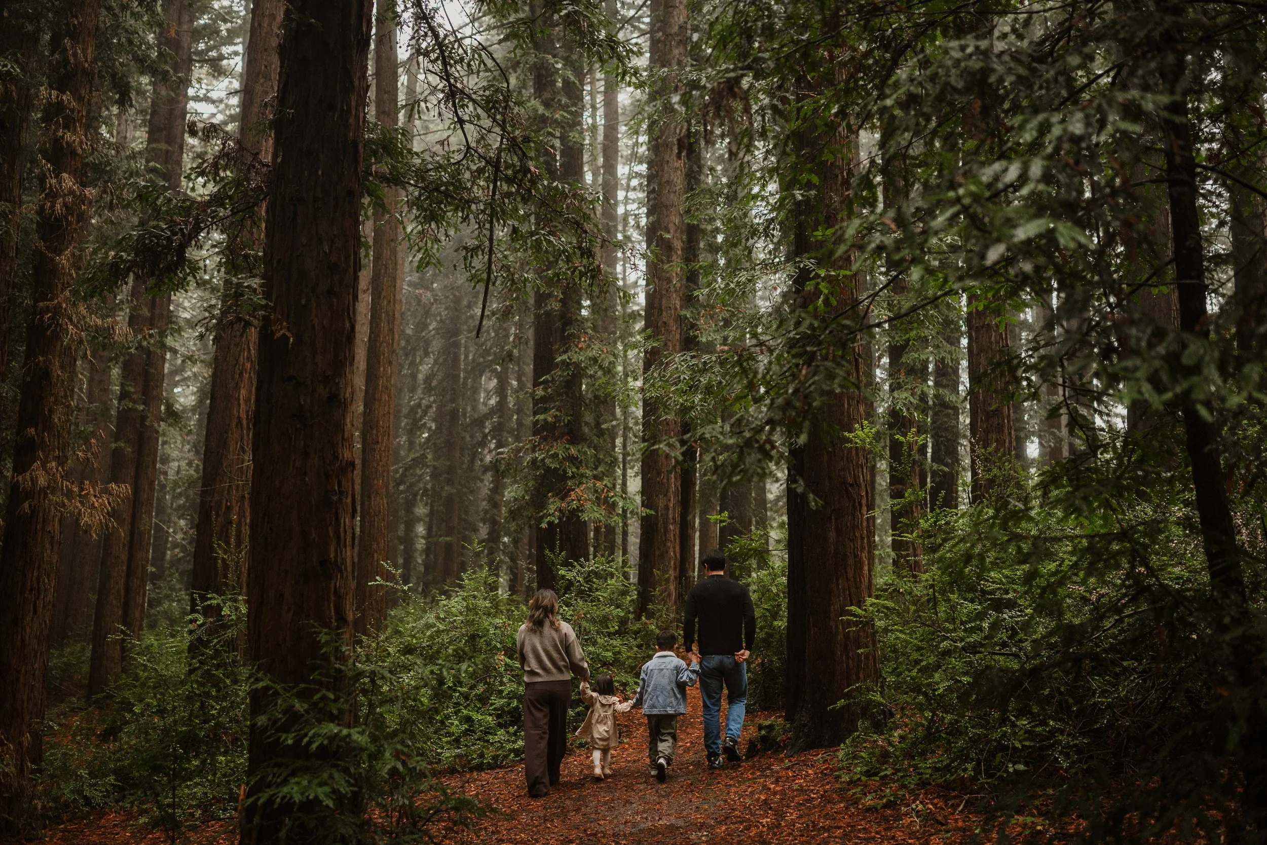 A family walking through a dense forest with tall trees and green foliage on a misty day.
