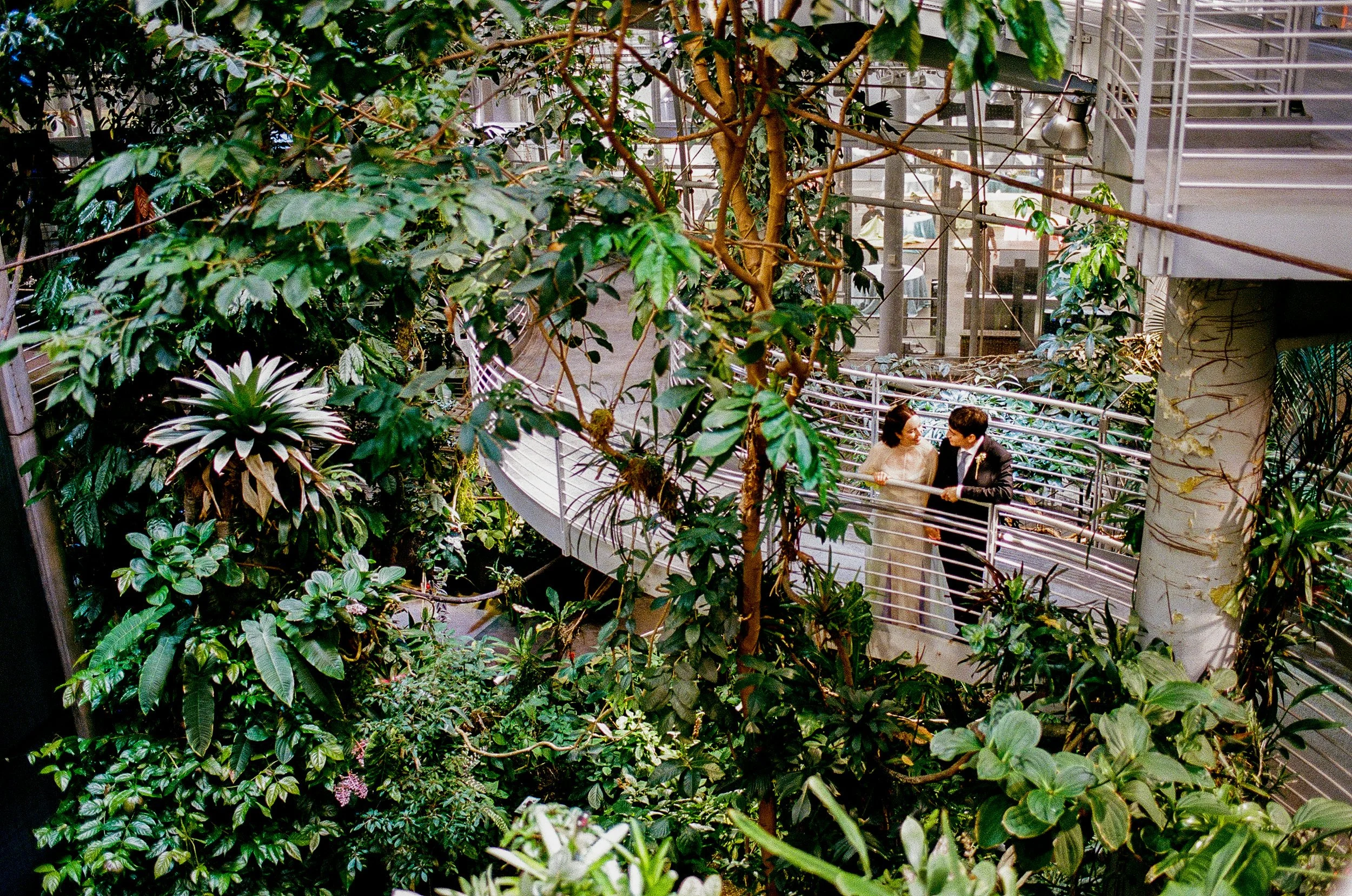 The rainforest biome of California Academy of Sciences with lush green plants and trees, and a couple in formal attire holding hands on a balcony.