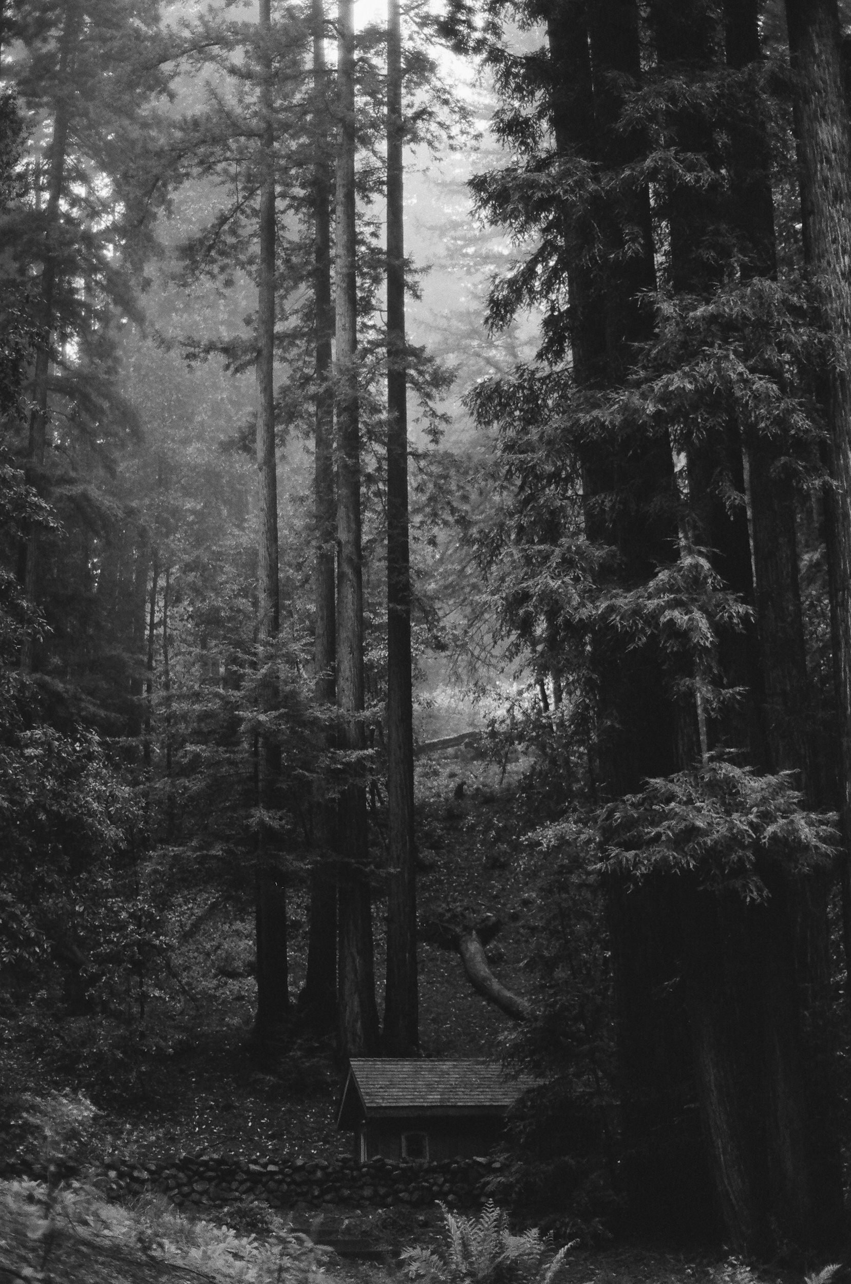 A black and white photograph of a dense forest with tall trees and a small house with a sloped roof at the bottom center of the image.