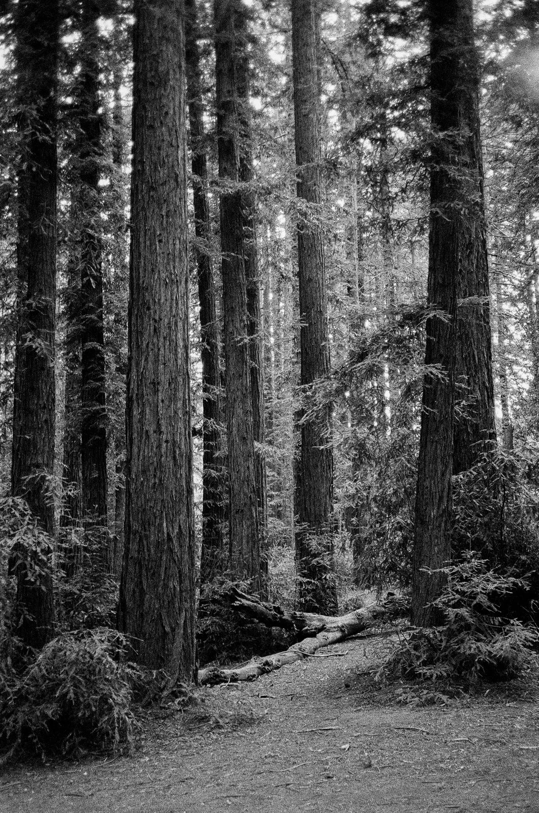Redwood forest shot on black and white film on a Contax T2