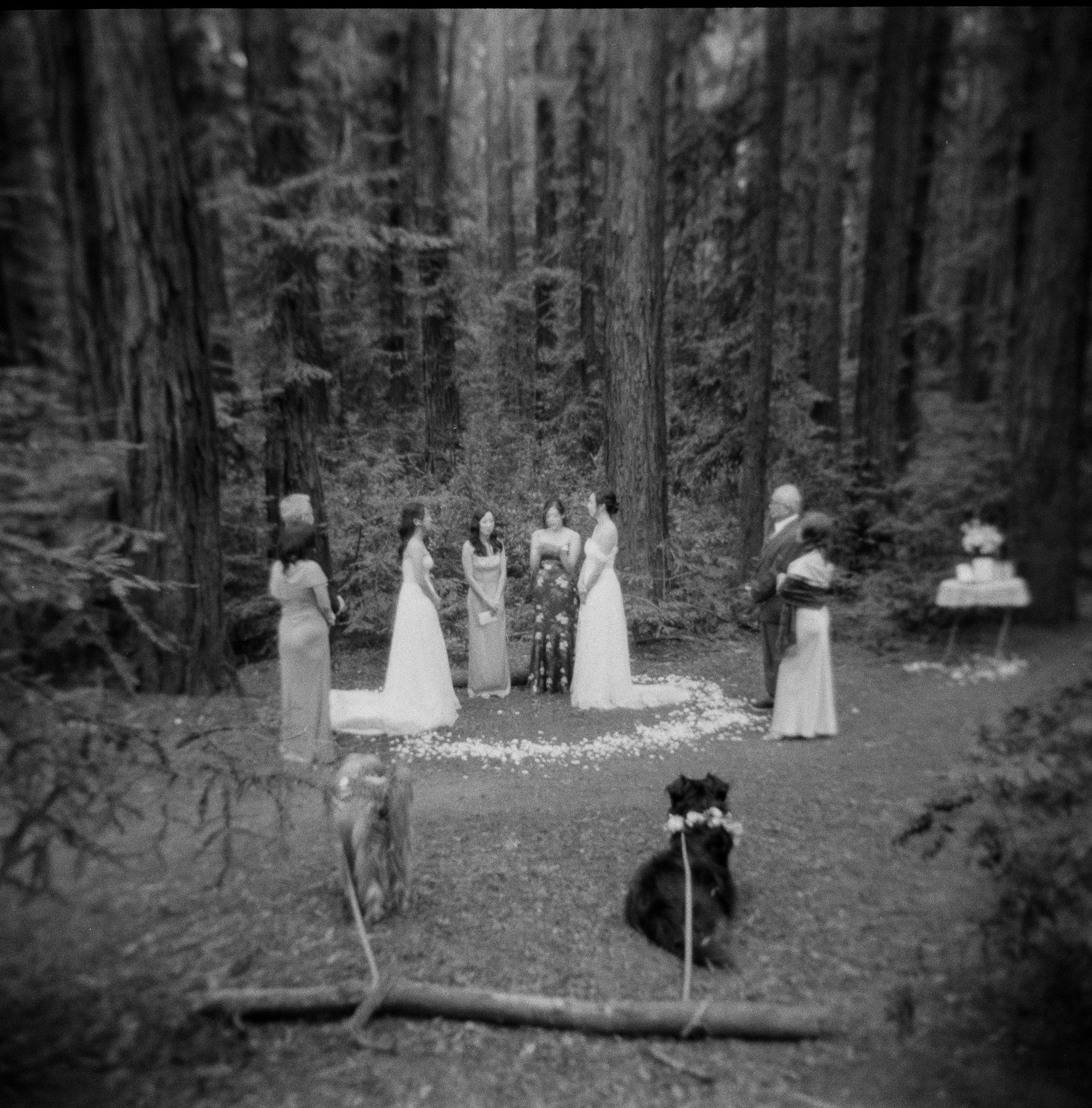 A queer Asian couple standing in white wedding dresses in a redwood forest surrounded by family during their wedding ceremony with two dogs watching, shot on black and white film on a Holga camera.