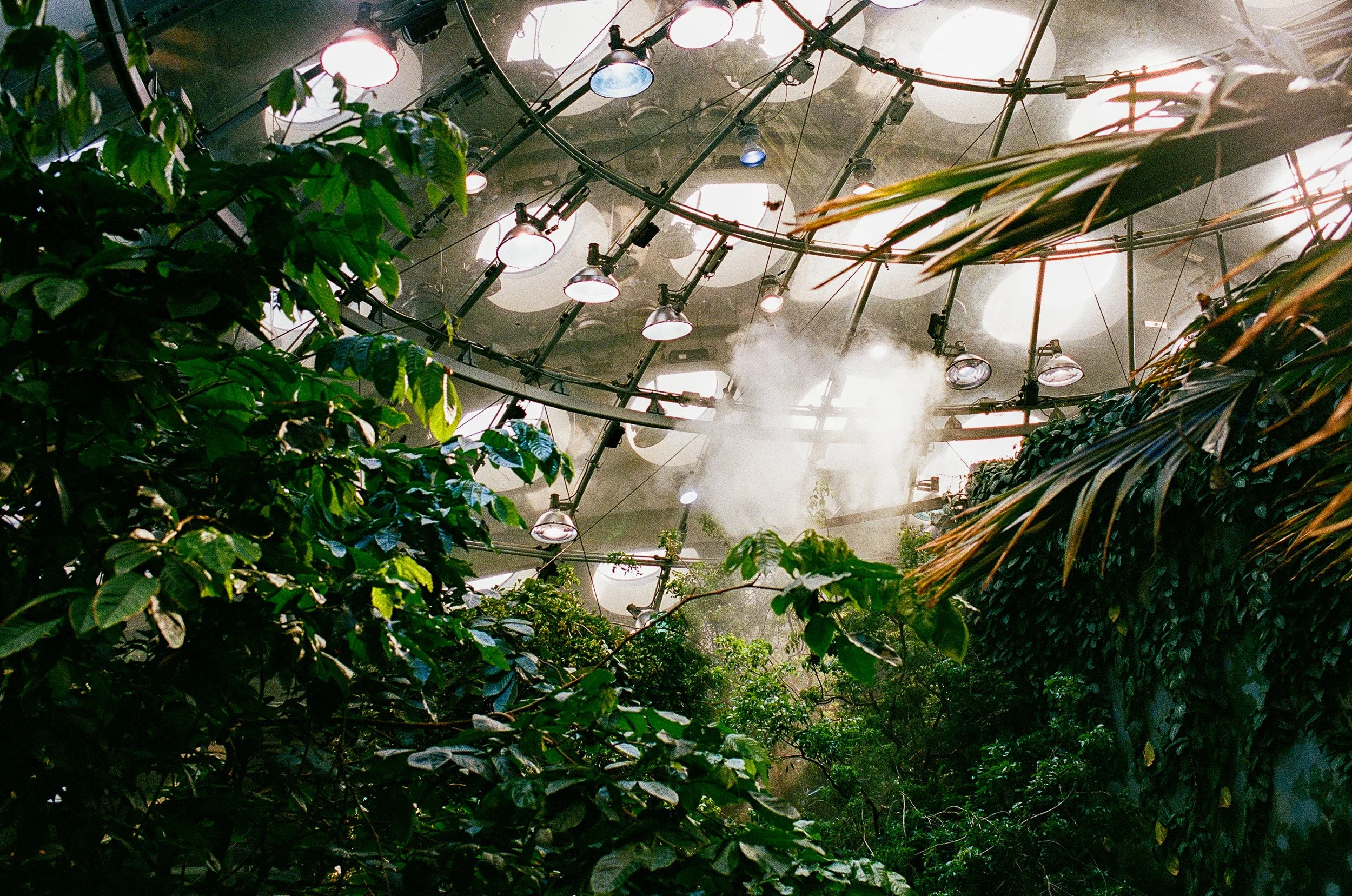 View of hanging lights and plants in a greenhouse or botanical garden.