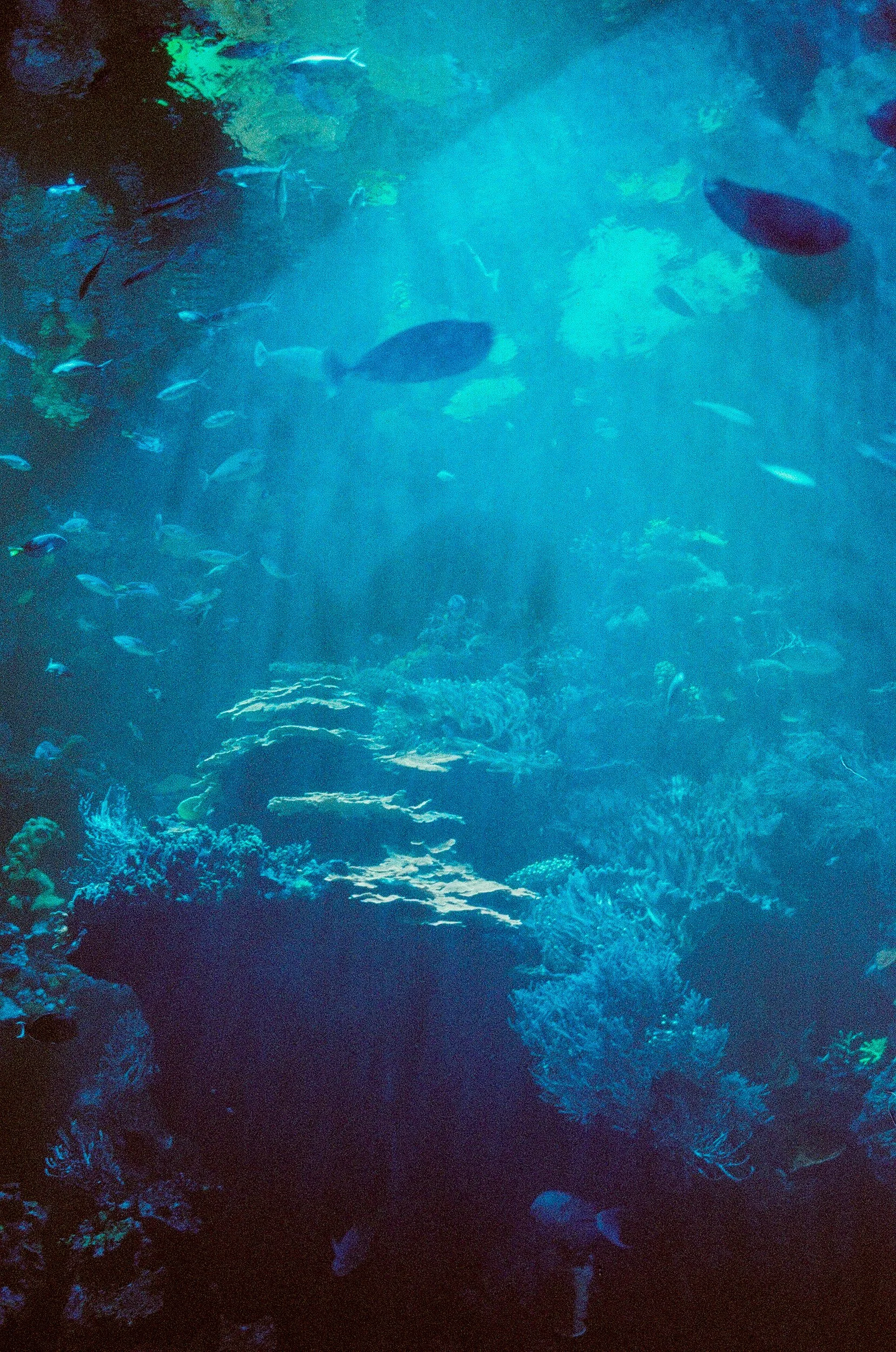 Underwater scene of coral reef with various fish swimming among the corals and rocks, illuminated by blue ocean light.