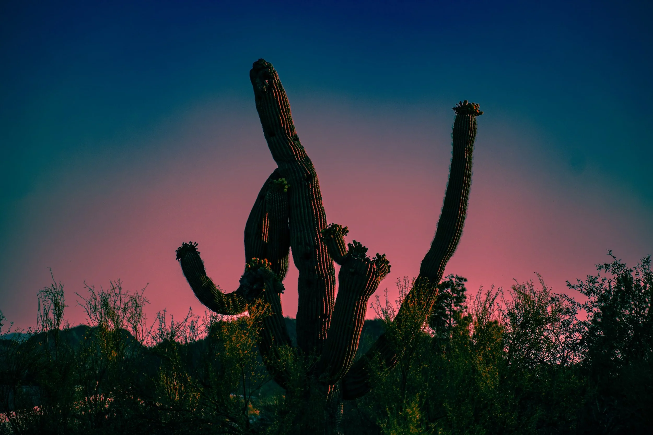 Cactus.jpg