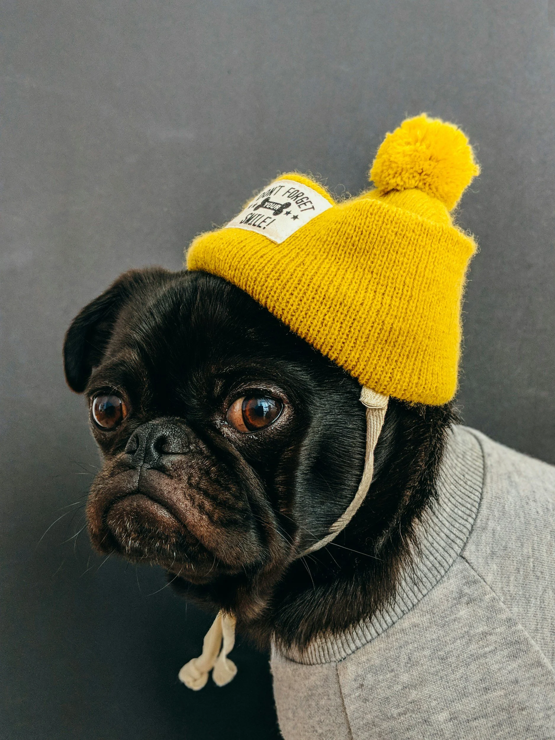 Doggy (DDOG Earnings)
