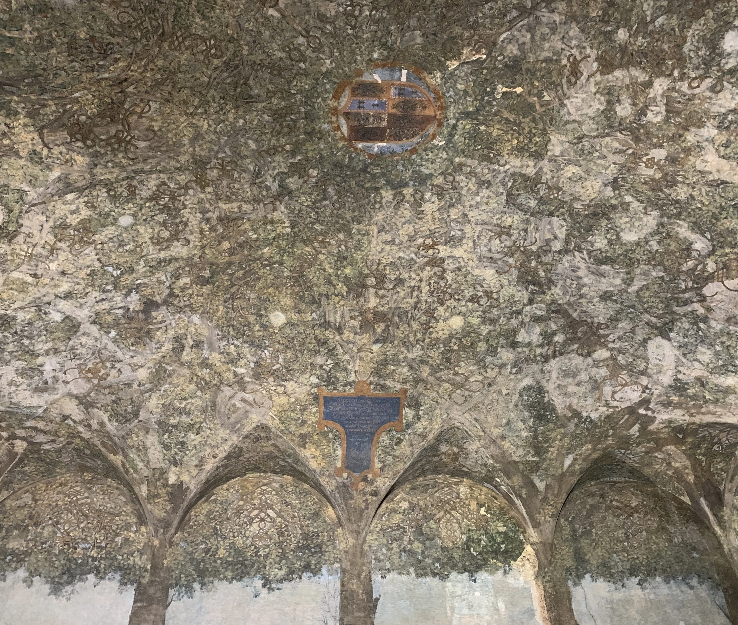 Leonardo da Vinci’s newly restored ceiling at Sforza Castle, a short walk from my apartment, featuring a canopy of intertwined mulberry trees.