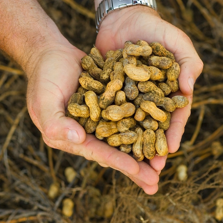 Hands holding peanuts.png