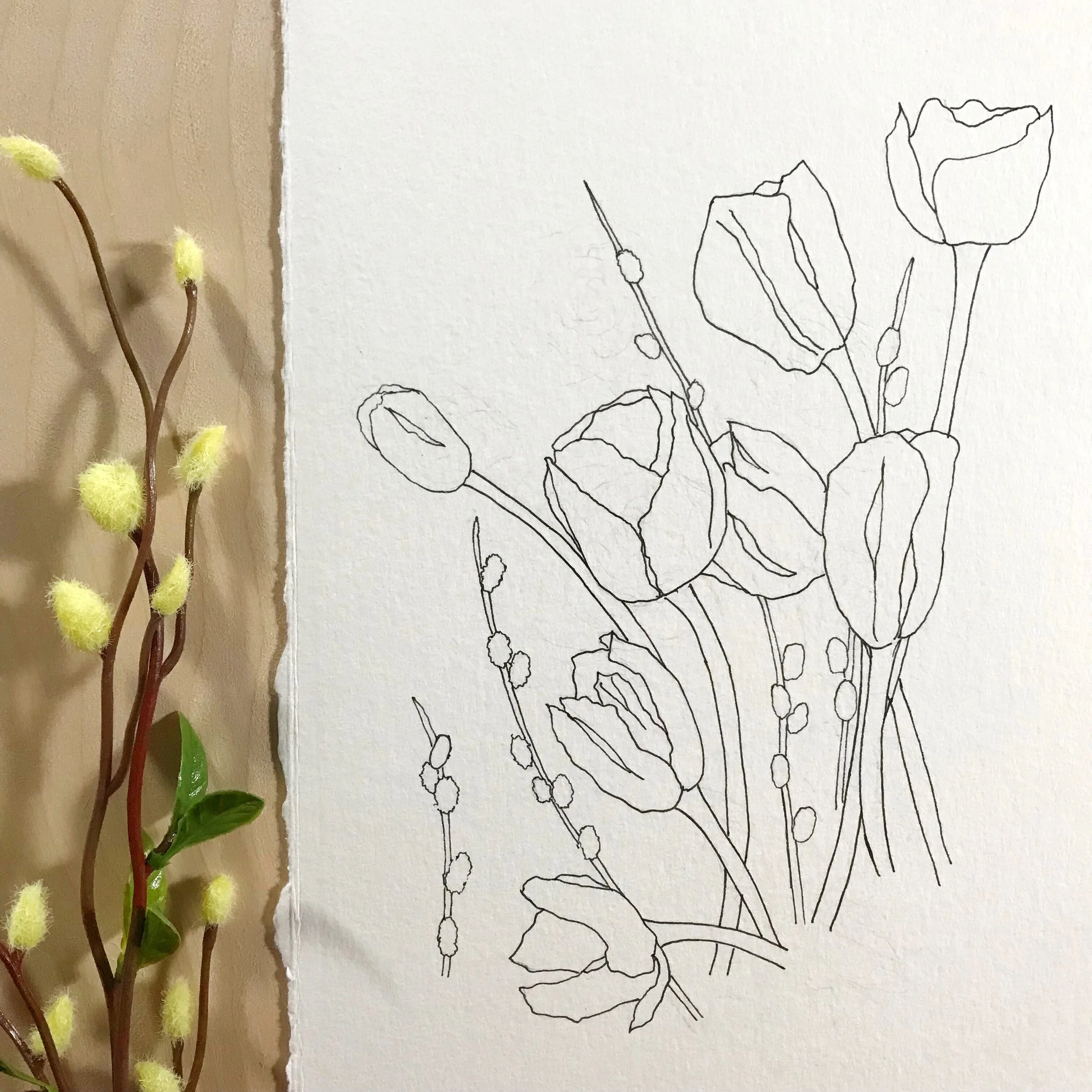 Tulip flowers and pussy willow drawn on Canson XL Watercolor paper, by danielleandco.com