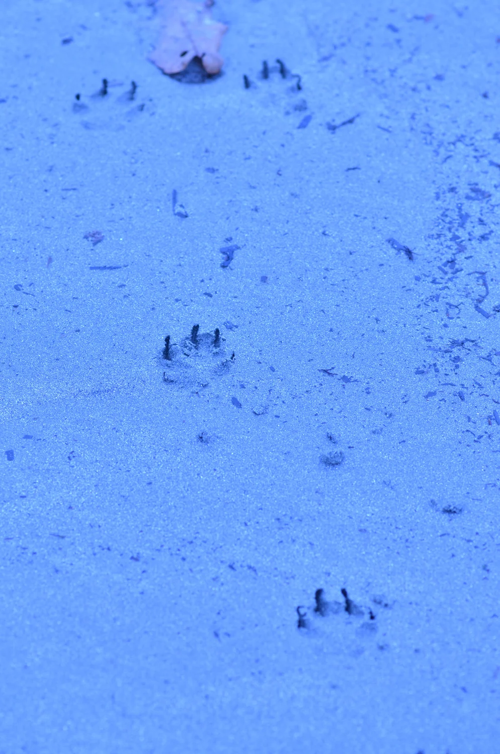 DSC_0839.jpg