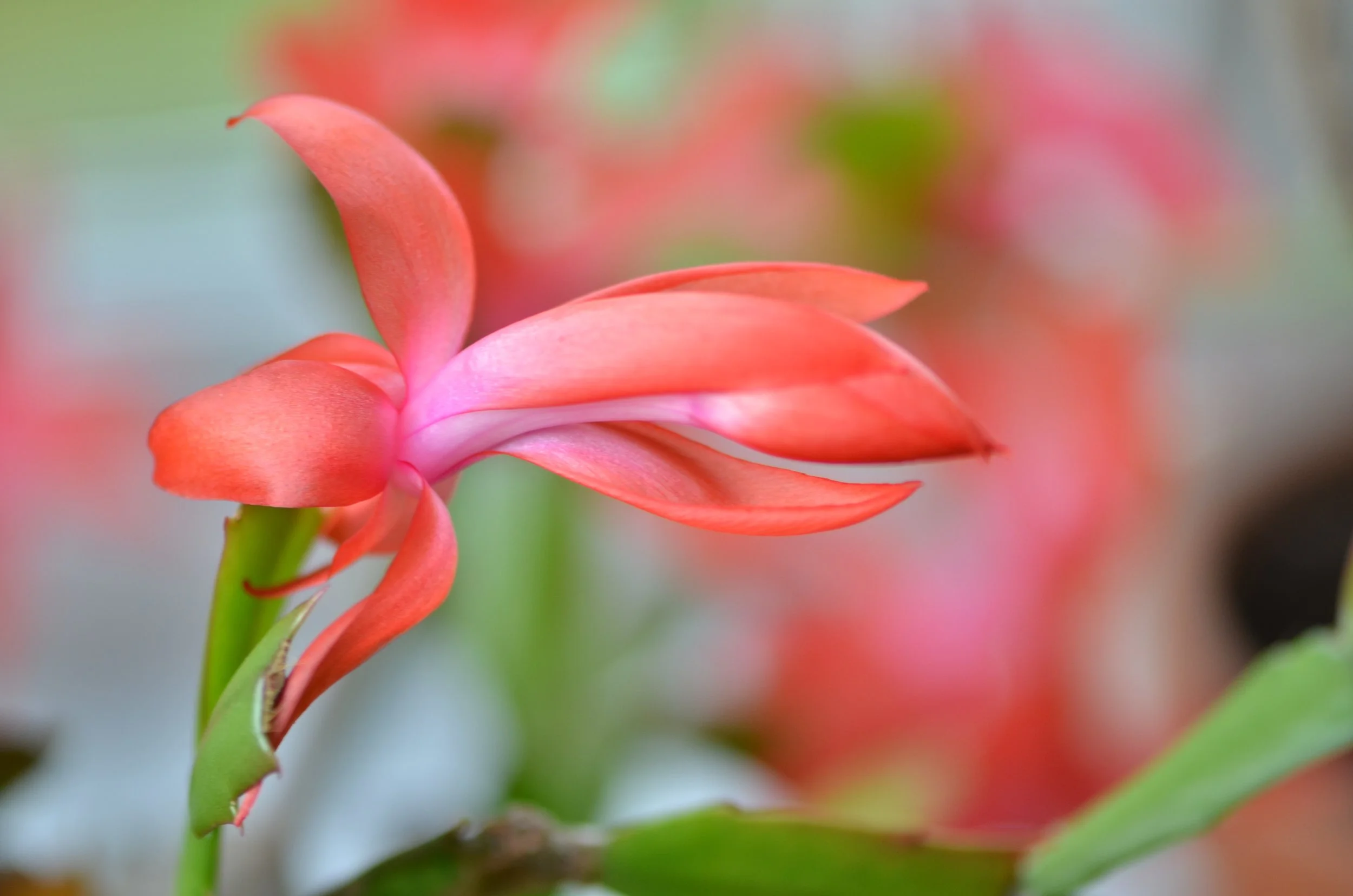 DSC_1388_NoHo_arthouse_flower_16.jpg