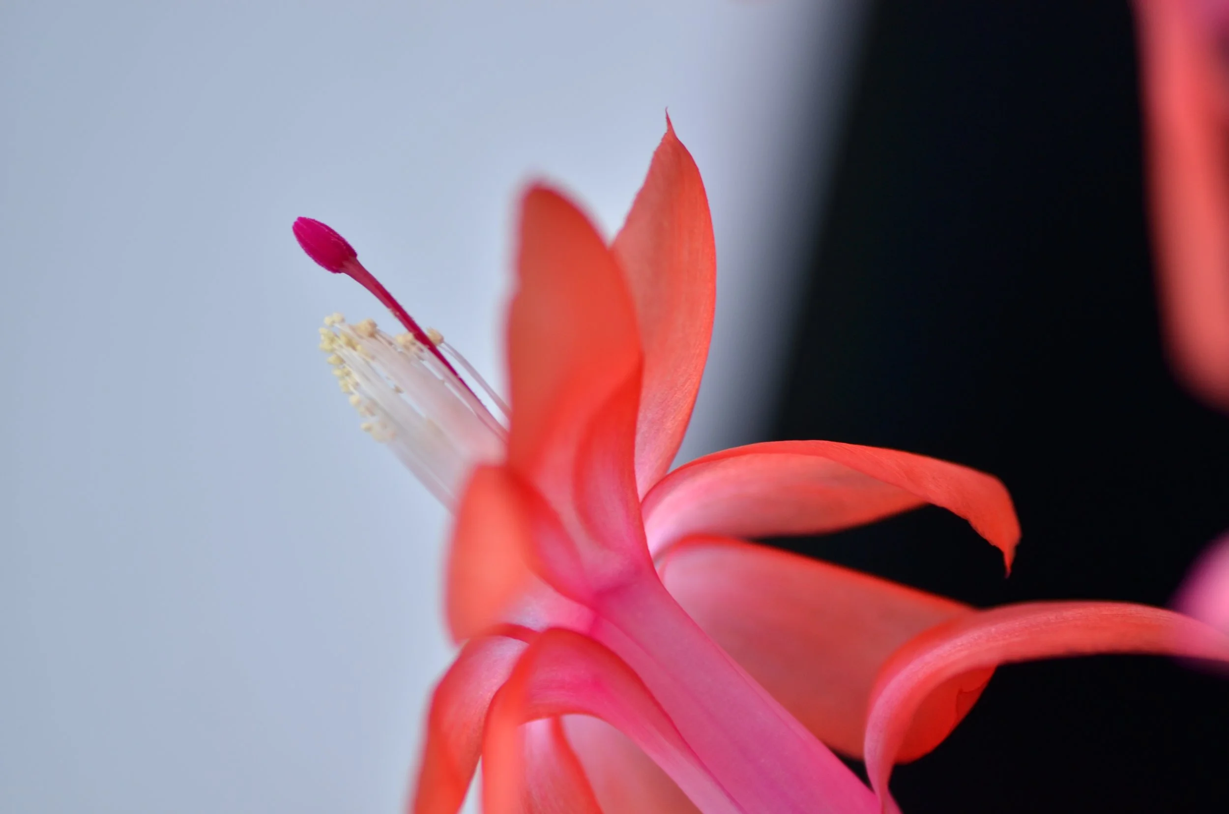 DSC_1395_NoHo_arthouse_flower_16.jpg